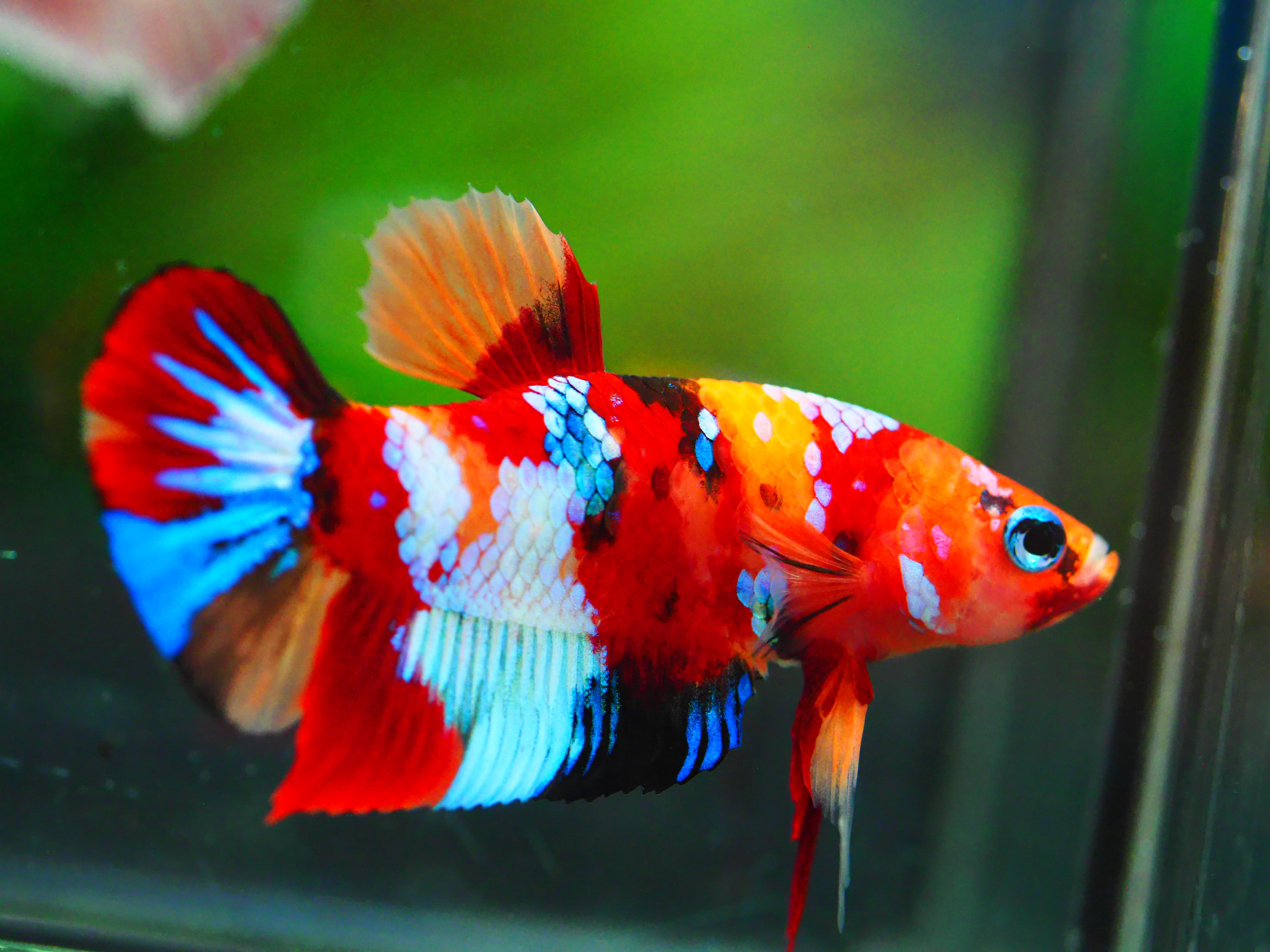 HMPK NEMO GALAXY MALE GRADE A +++