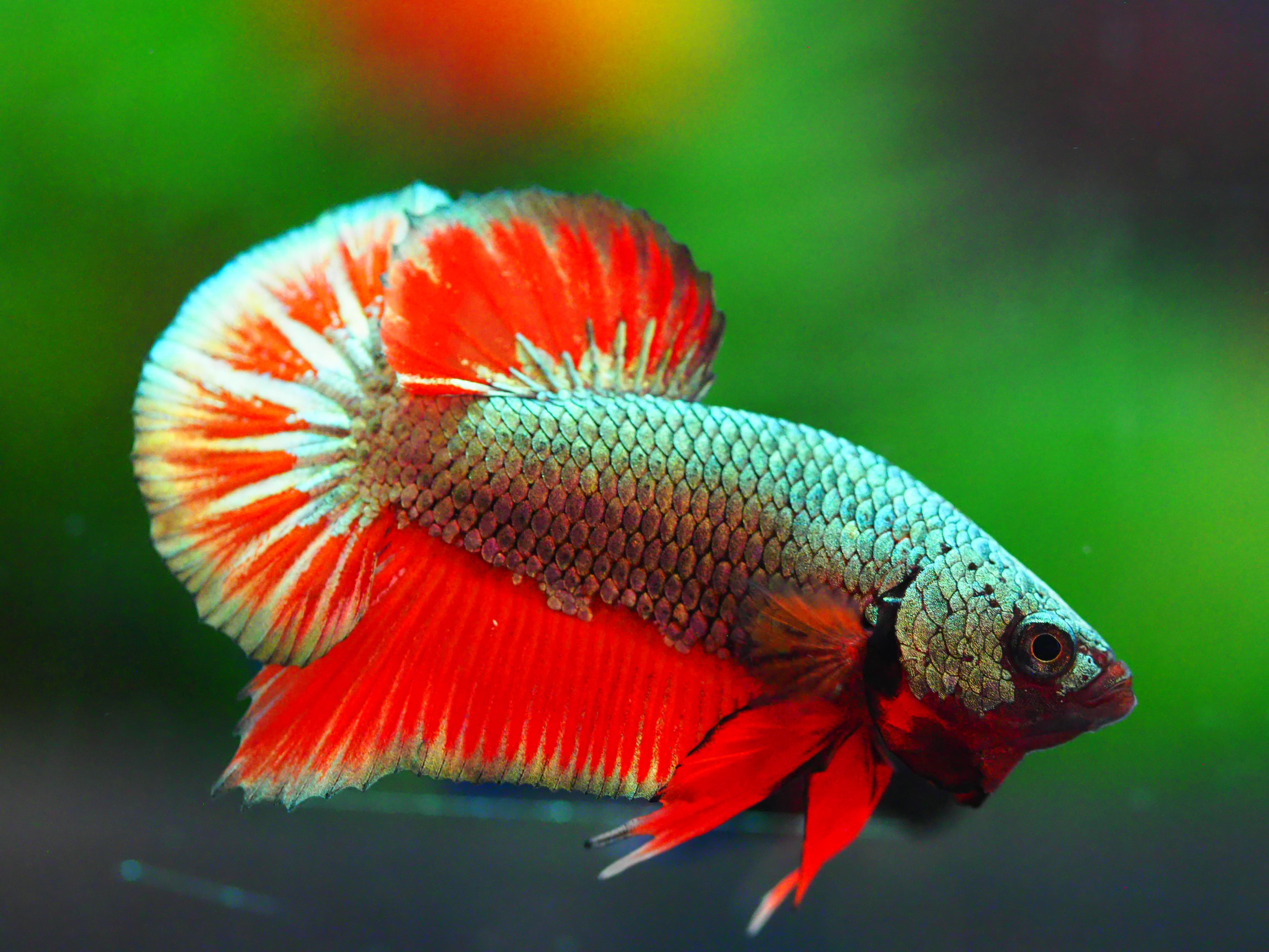 HMPK COPPER REDMALE GRADE A +++