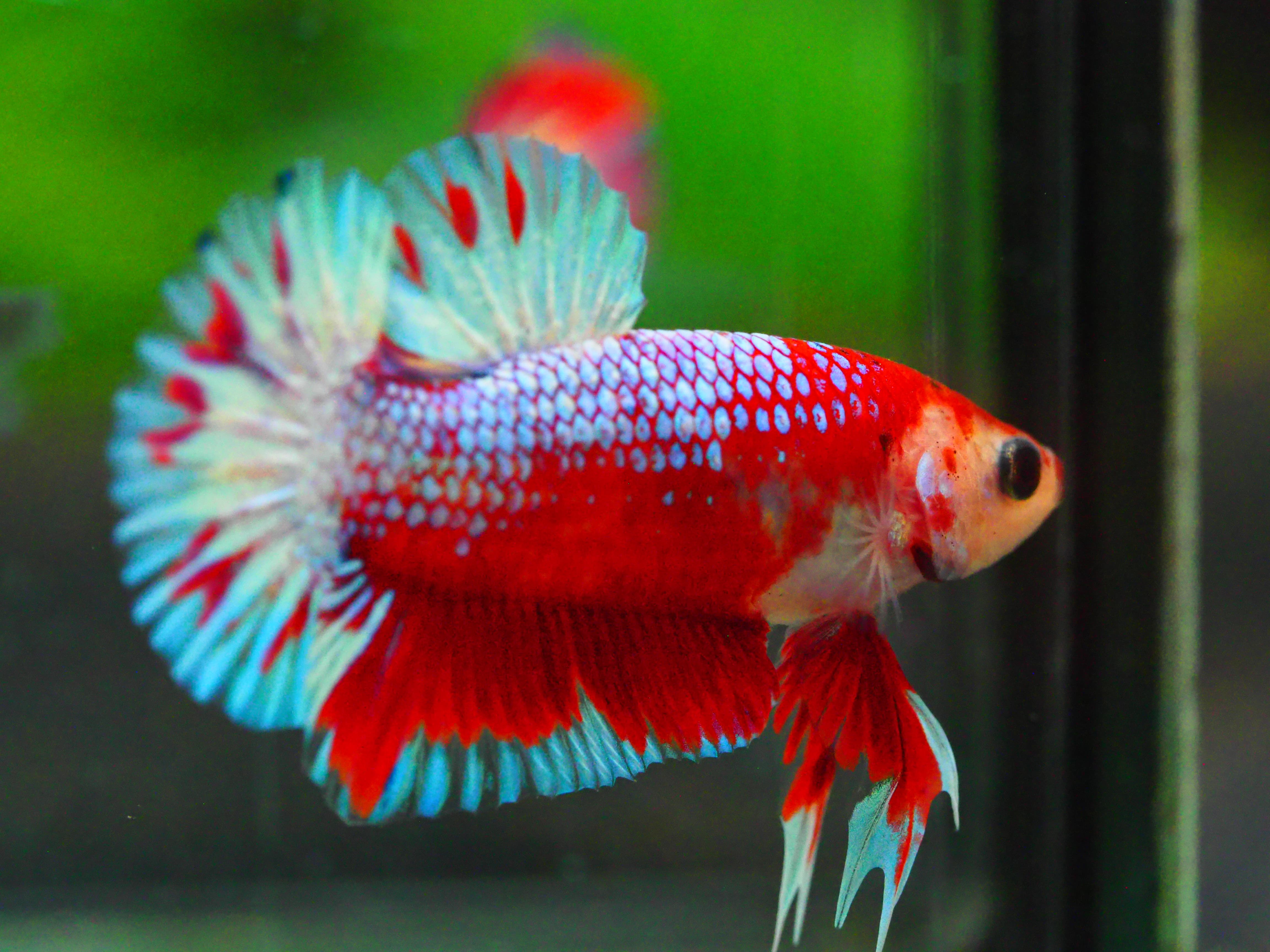 HMPK FANCY MALE GRADE A +++