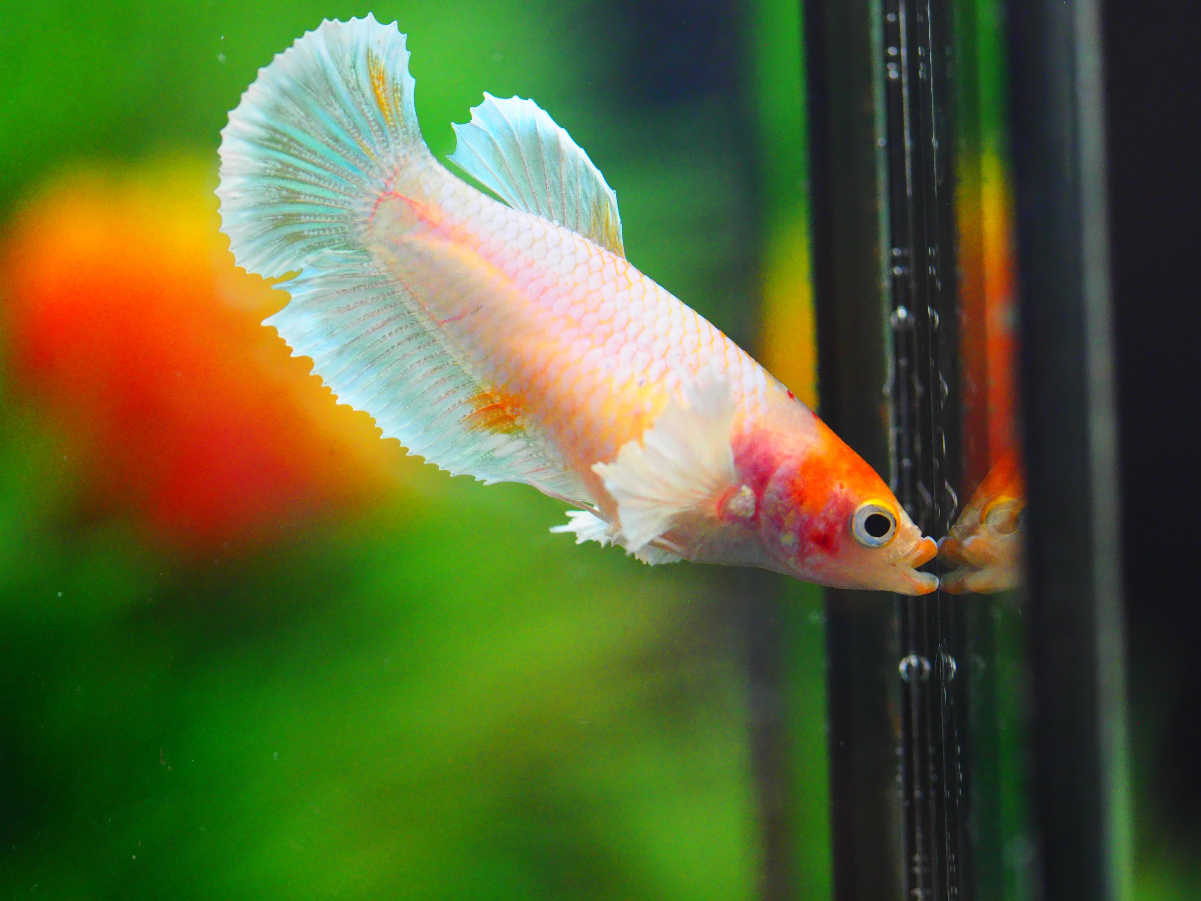 HMPK DUMBO GRADE A++ FEMALE