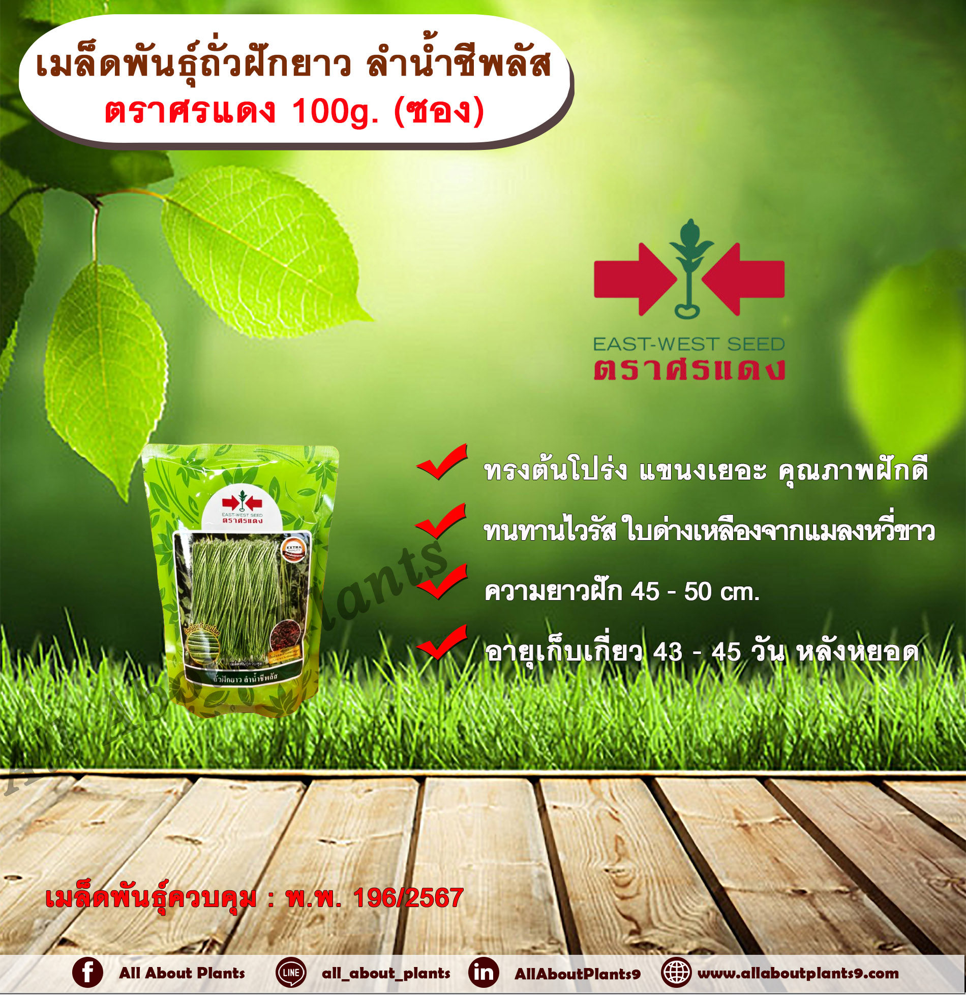 เมล็ดพันธุ์ถั่วฝักยาว ลำน้ำชีพลัส ตราศรแดง 100g. (ซอง) เมล็ดพันธุ์ เมล็ดพันธุ์ผัก เมล็ดพันธุ์พืช เมล็ดพันธุ์ถั่วฝักยาว ทรงต้นโปร่ง แขนงเยอะ คุณภาพฝักดี ทนทานไวรัส ใบด่างเหลืองจากแมลงหวี่ขาว ผลผลิตสูงเมล็ดพันธุ์ควบคุม ศรแดง ซอง