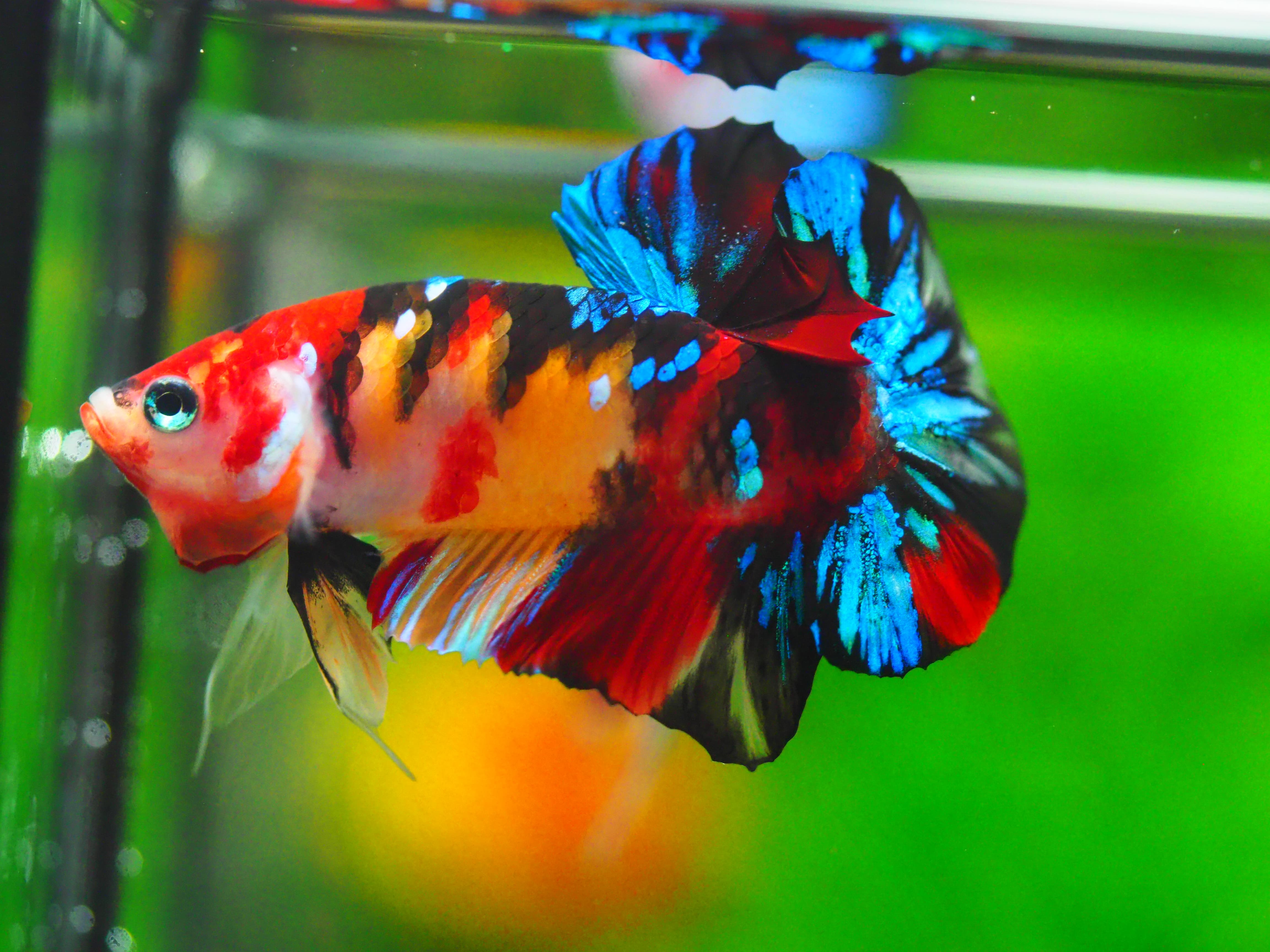 HMPK NEMO GALAXY MALE GRADE A +++