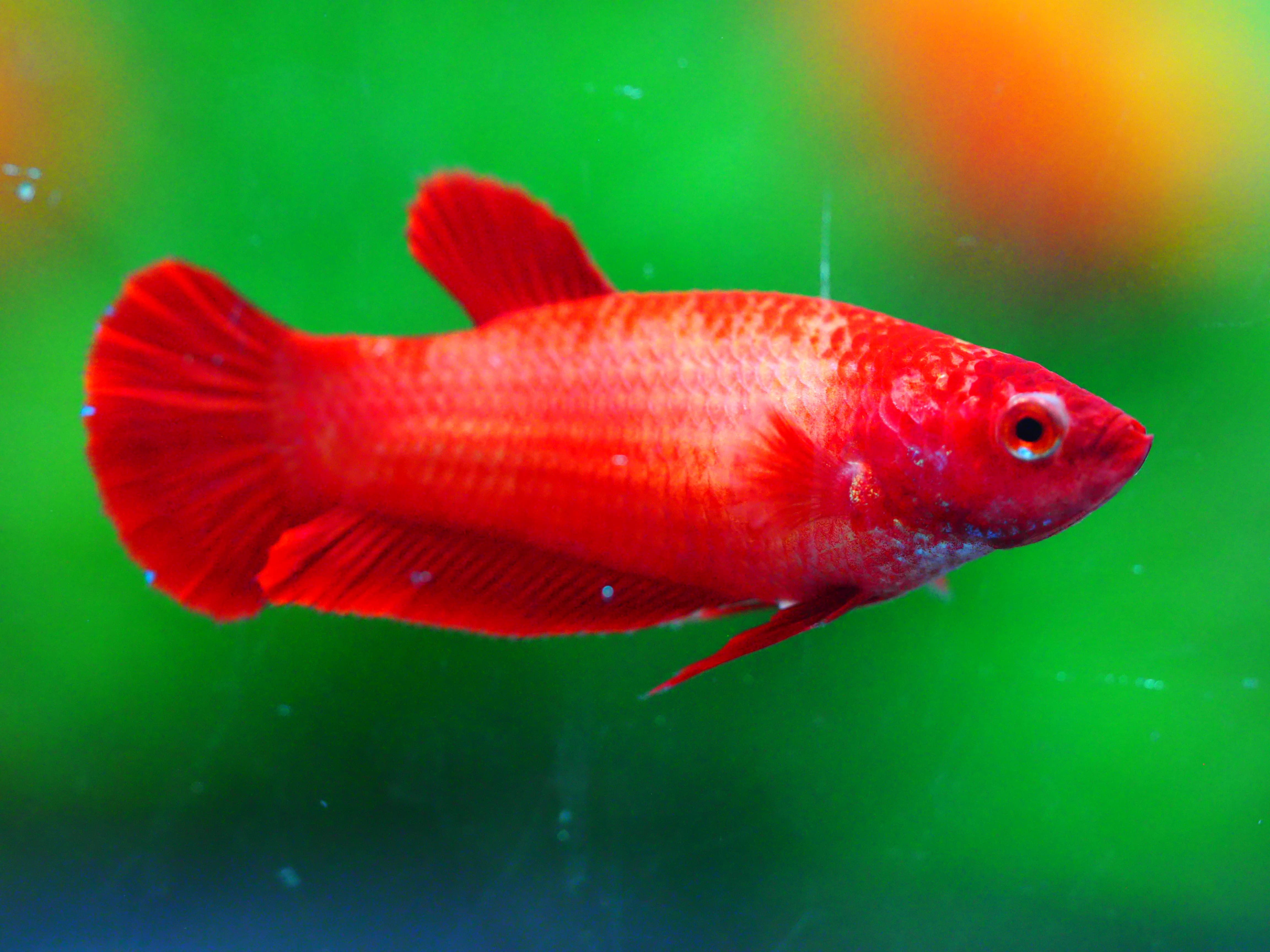 HMPK RED FNMALE GRADE A +++