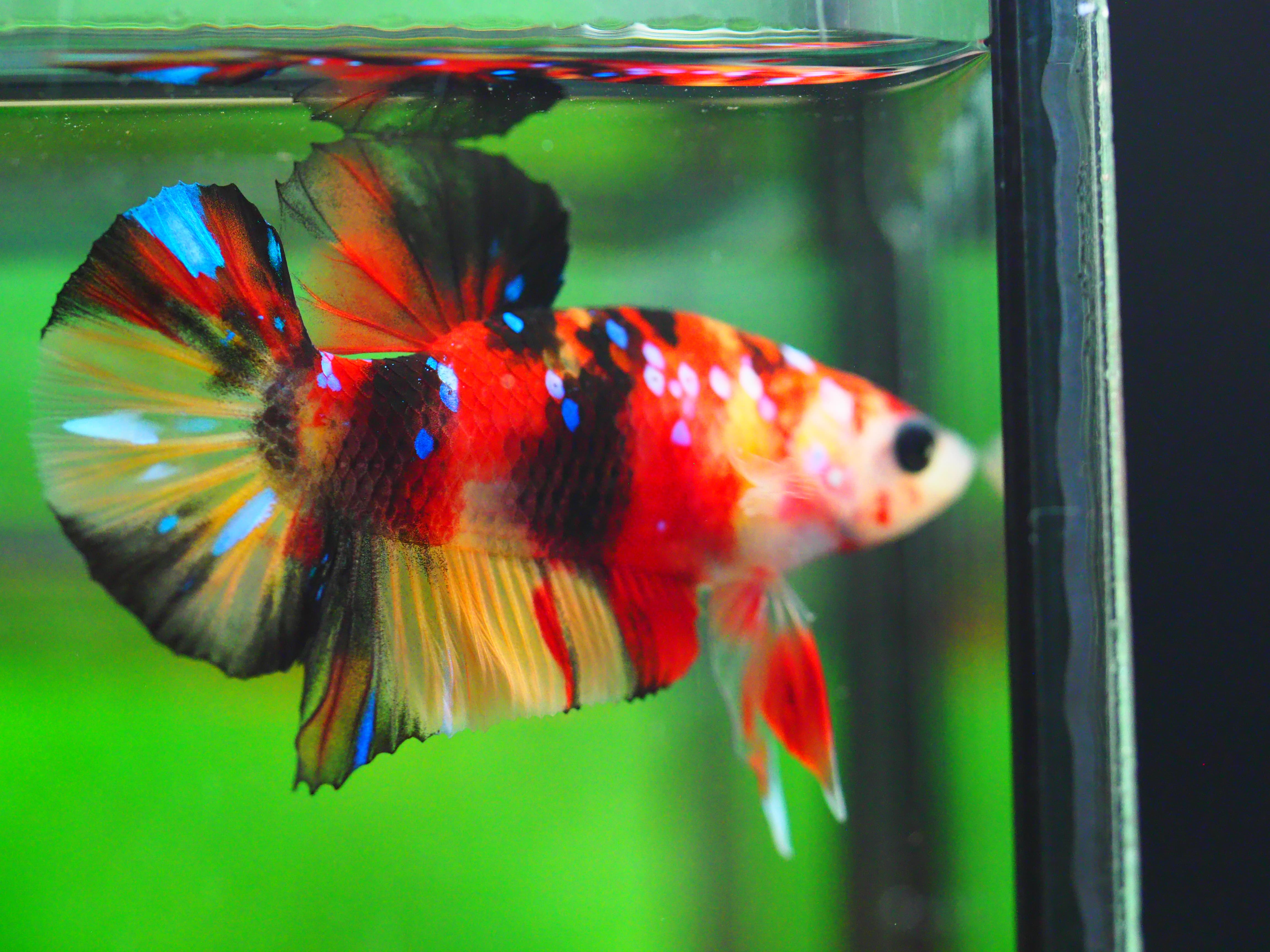 HMPK NEMO GALAXY MALE GRADE A +++