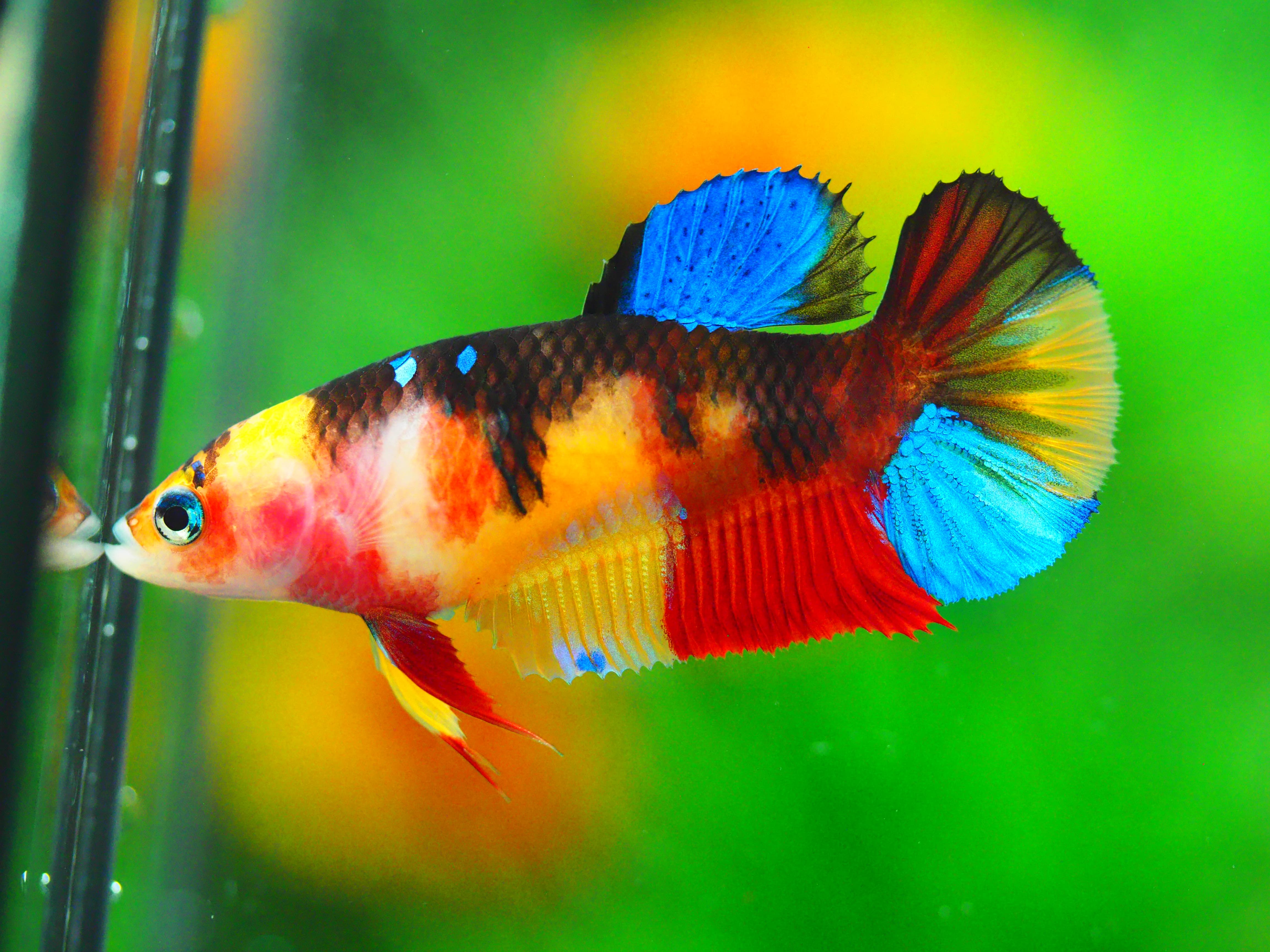 HMPK NEMO GALAXY FNMALE GRADE A +++