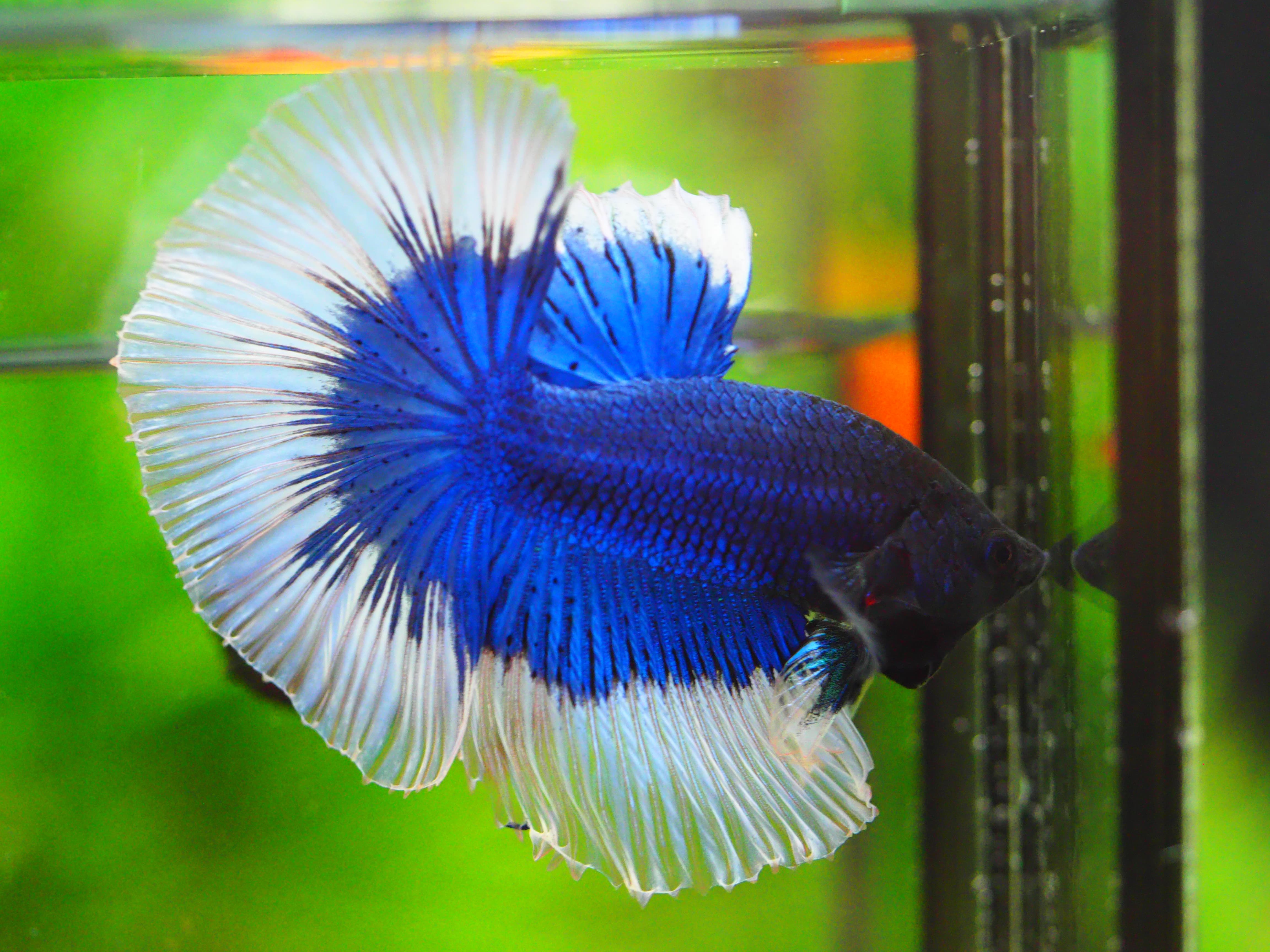 HM FANCY MALE GRADE A +++