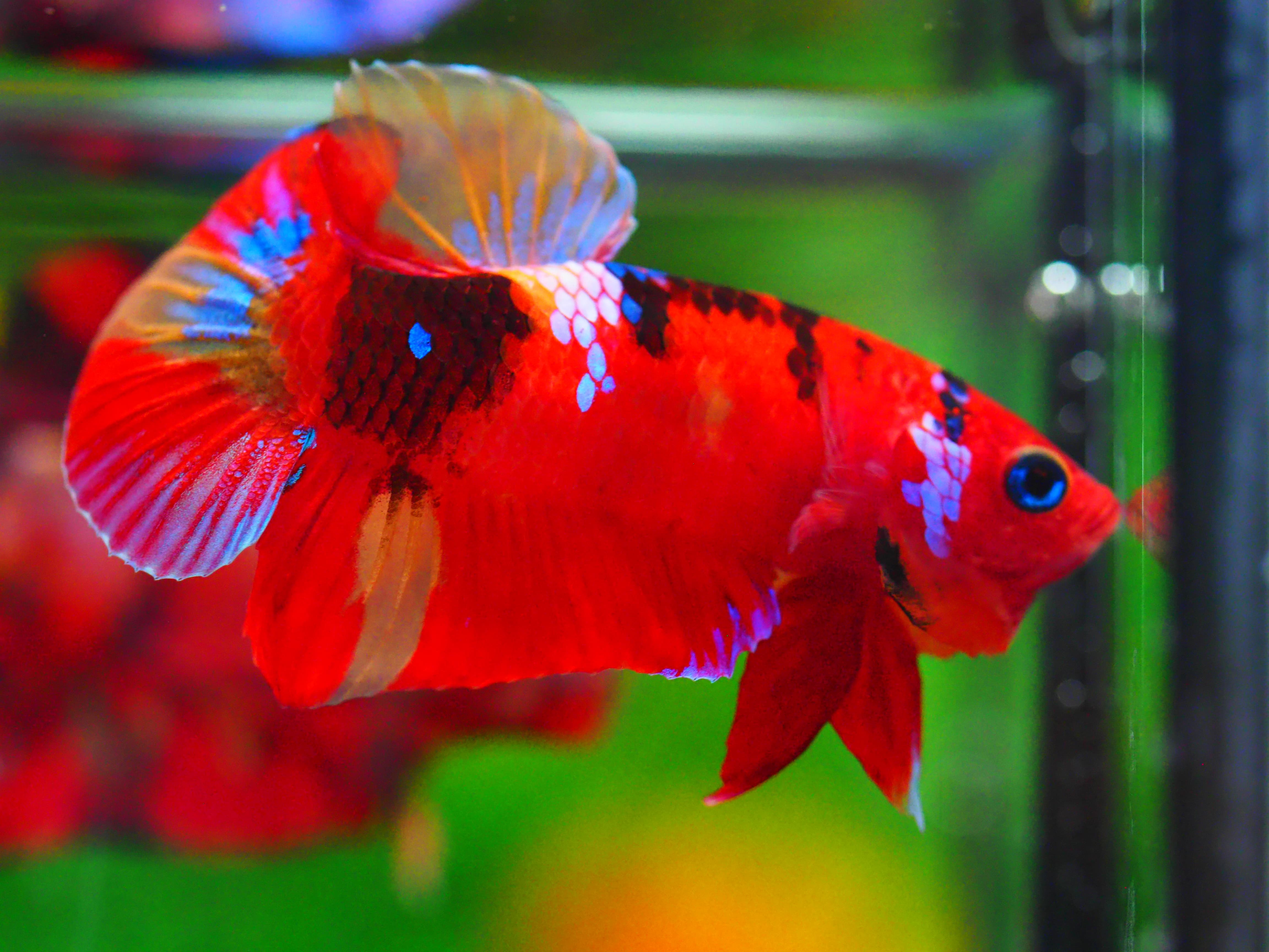 HMPK NEMO GALAXY MALE GRADE A +++