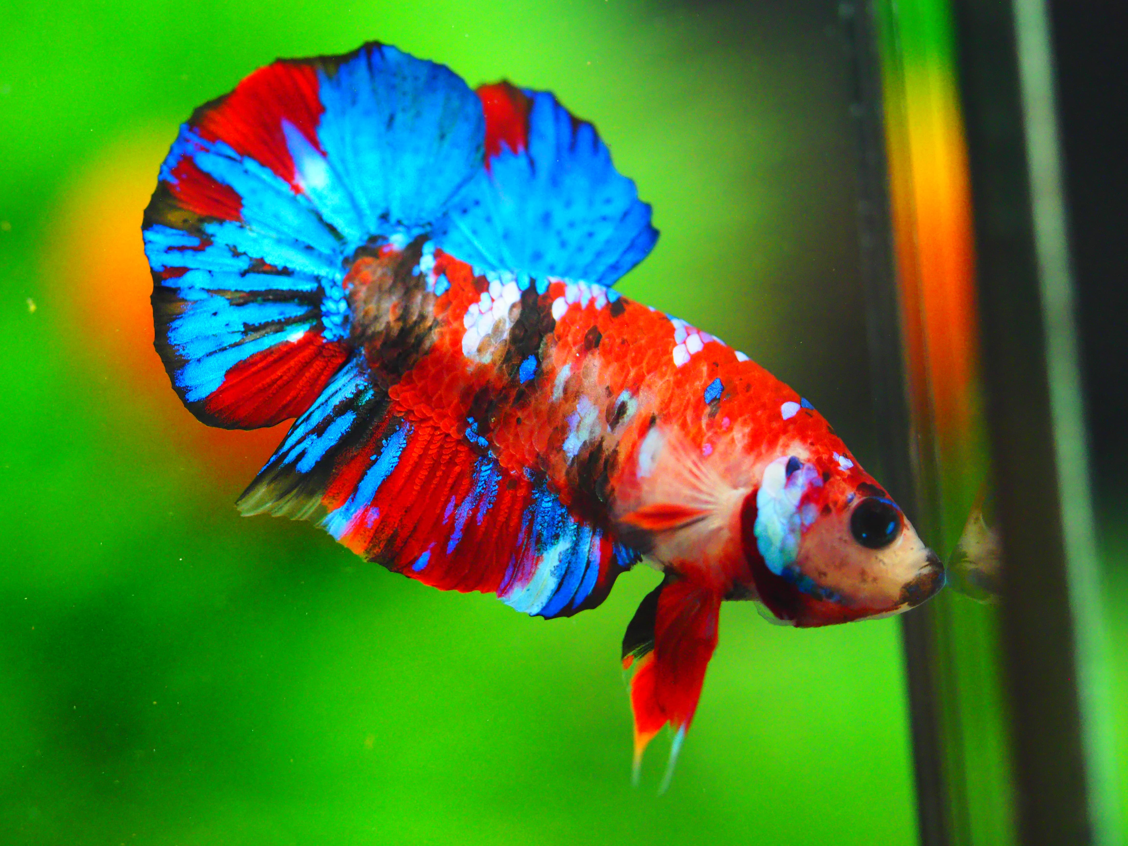 HMPK KOI GALAXY MALE GRADE A +++