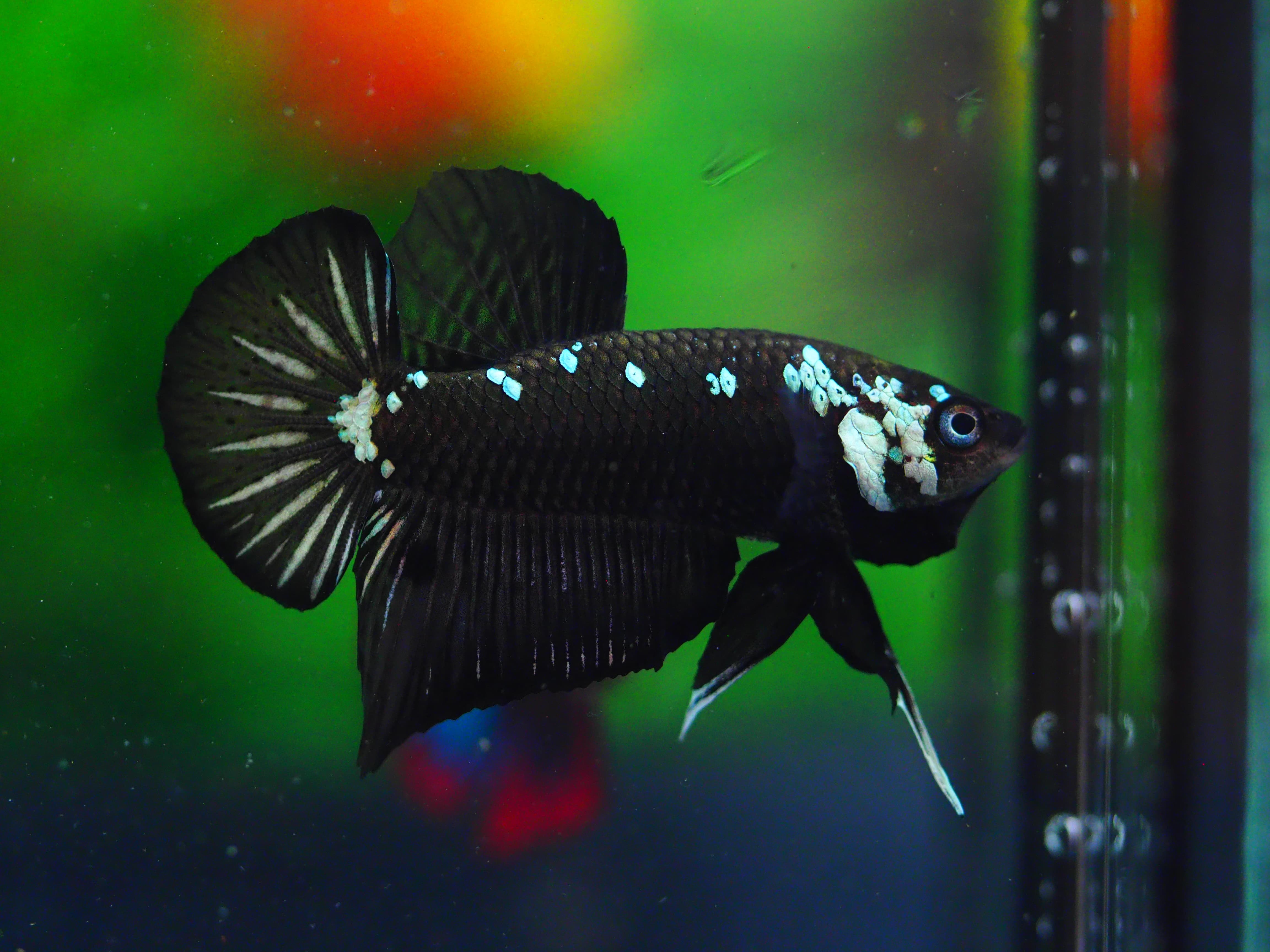 HMPK SAMURIA MALE GRADE A++