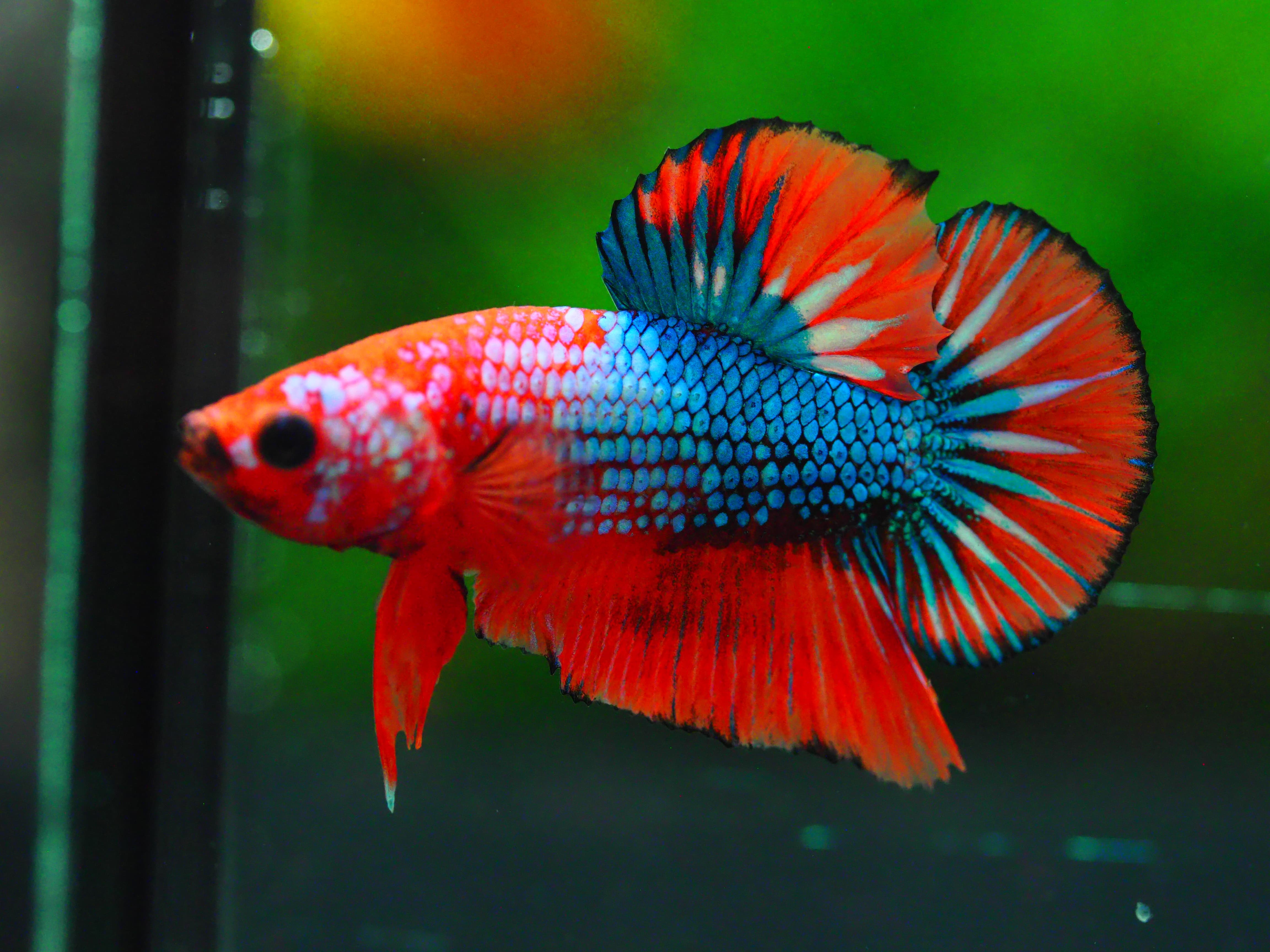 HMPK FANCY MALE GRADE A +++