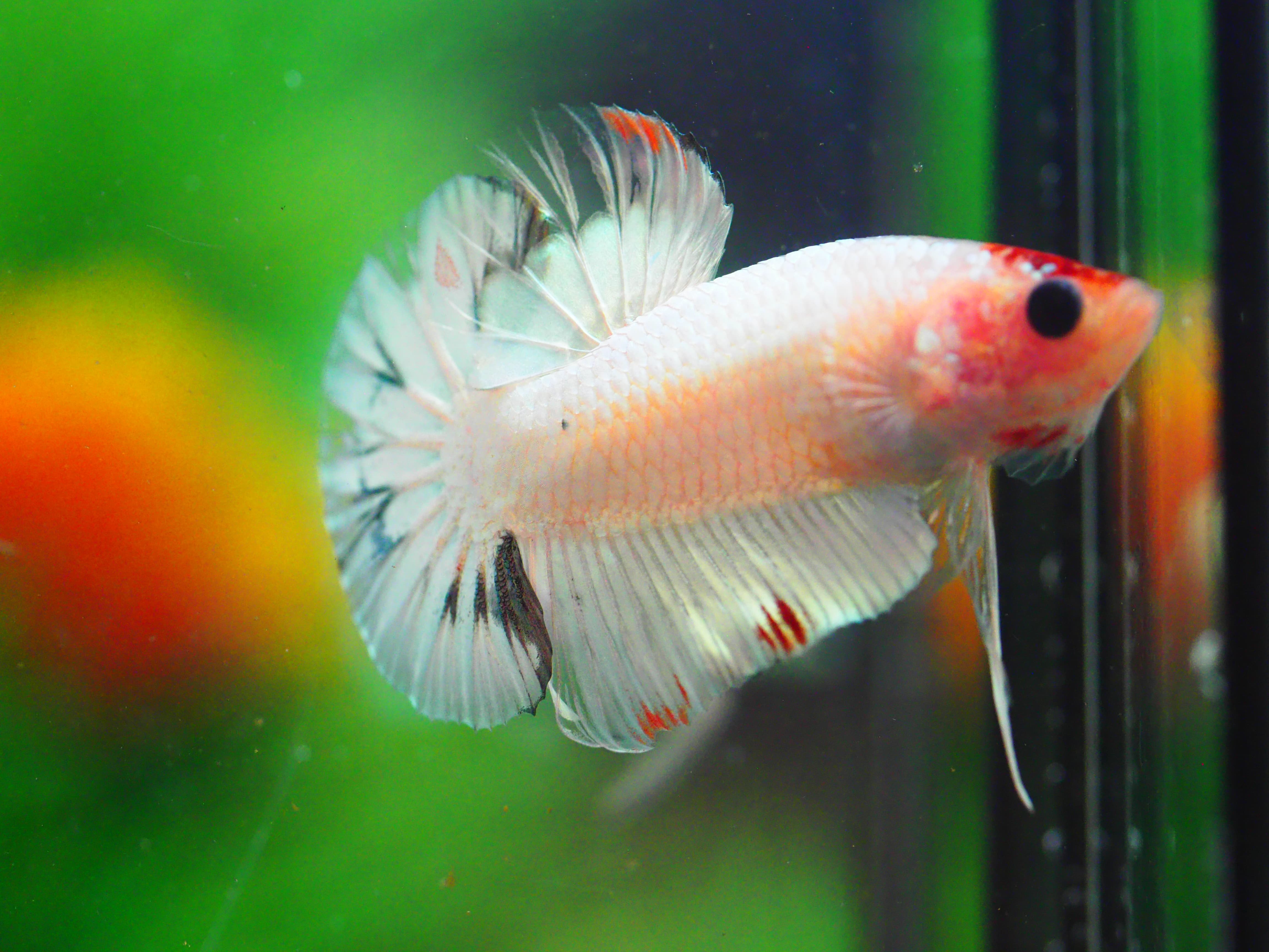 HMPK FANCY MALE GRADE A +++