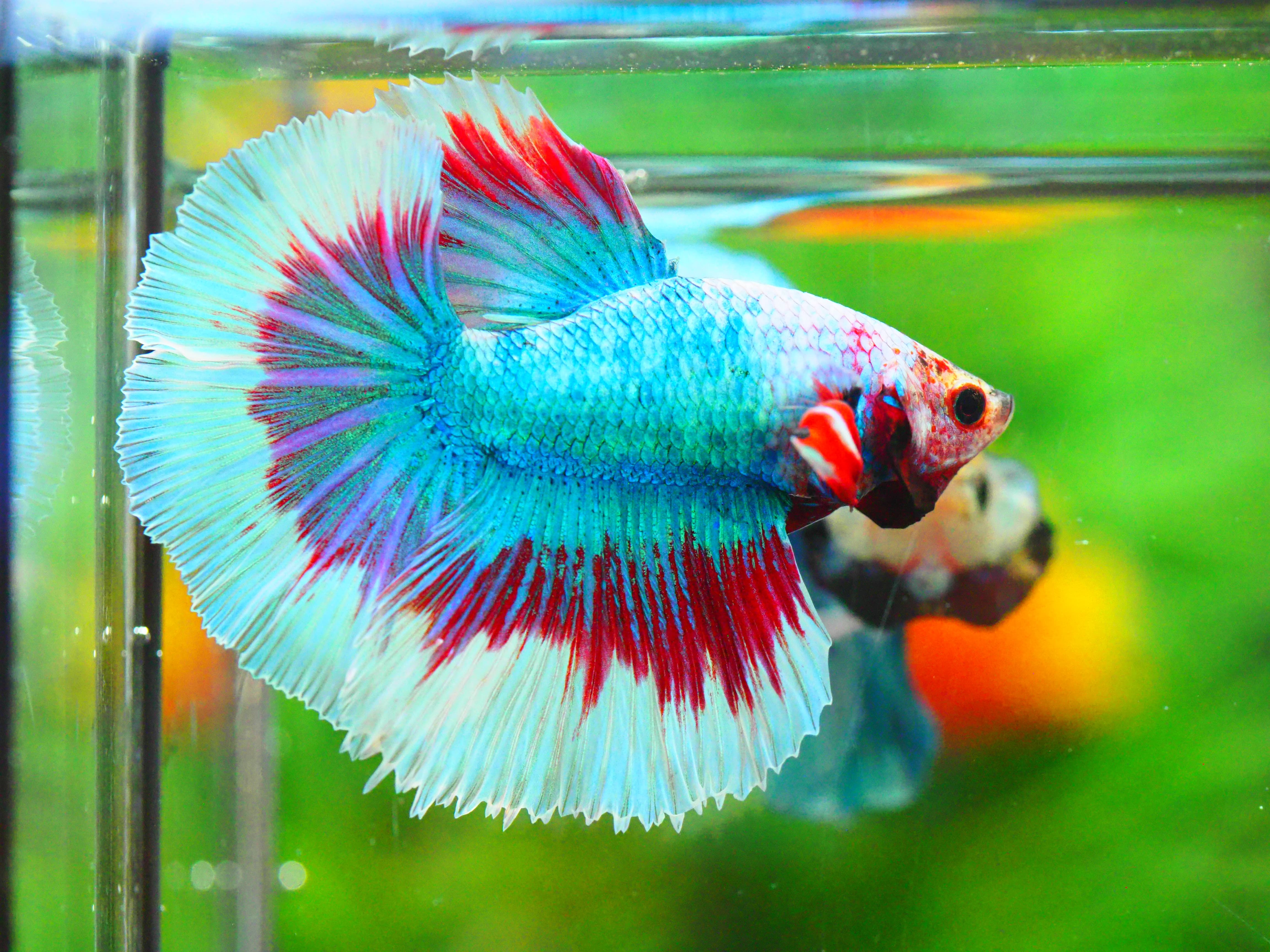 HM FANCY MALE GRADE A +++