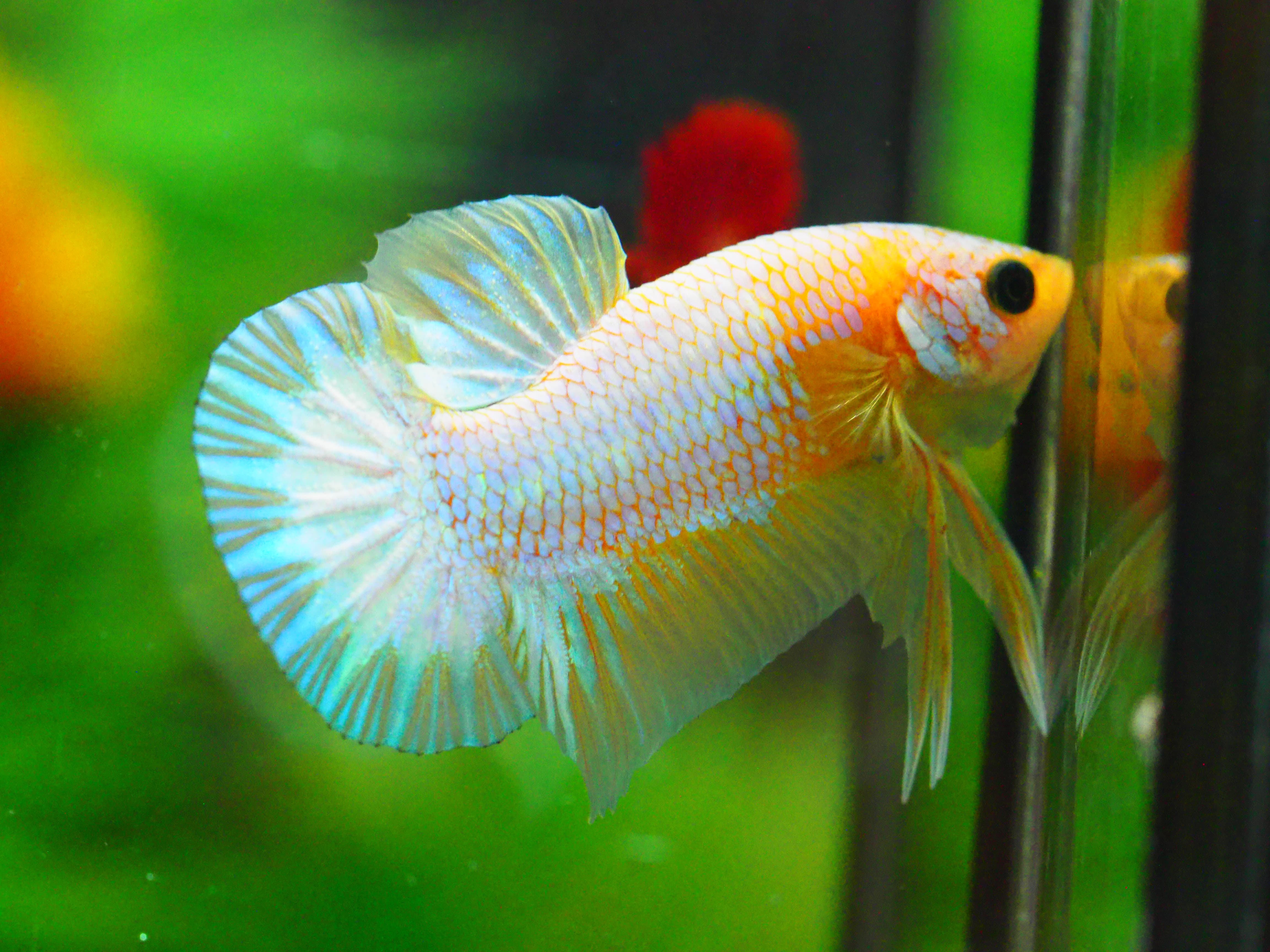 HMPK FANCY MALE GRADE A +++