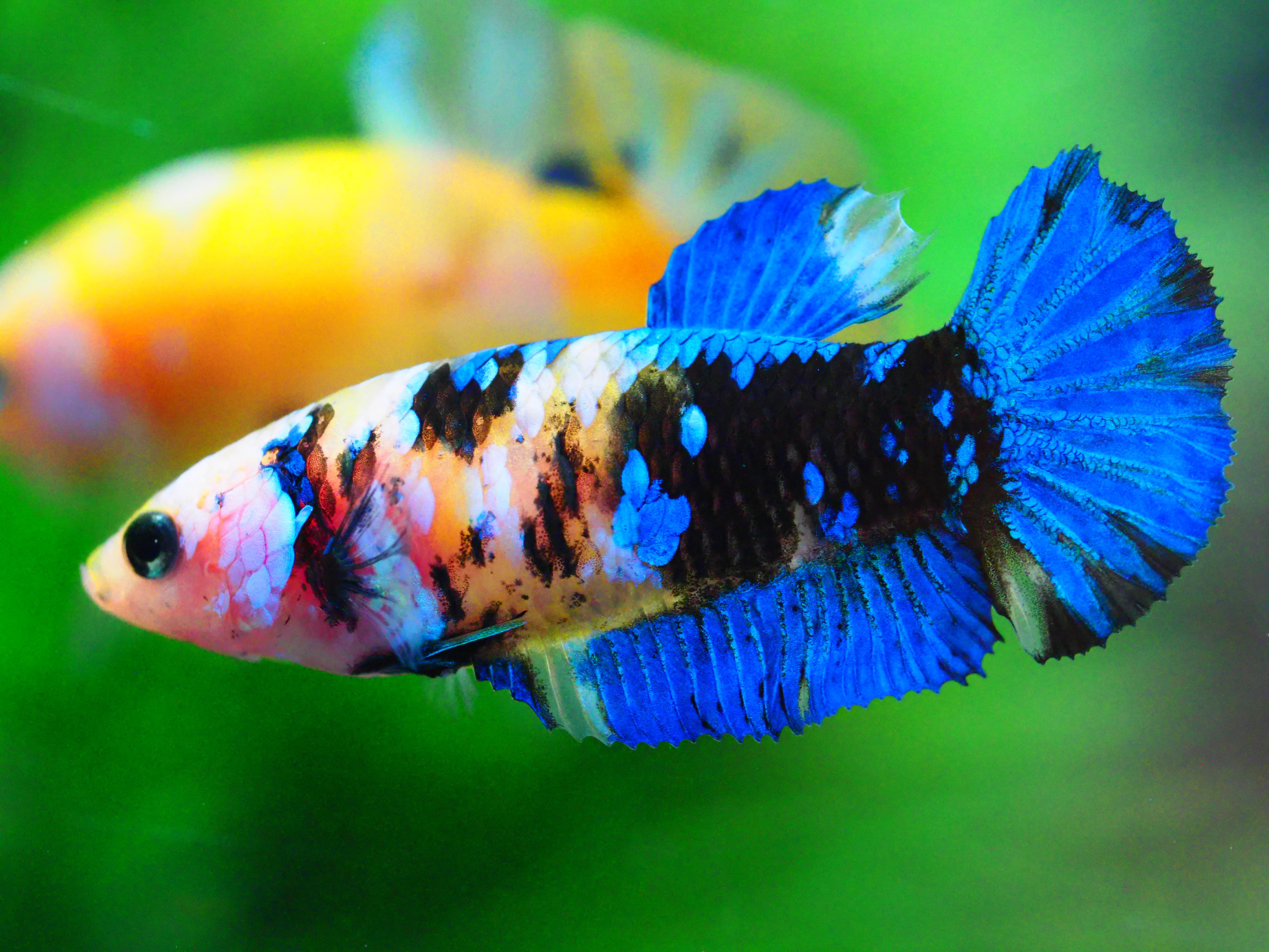 HMPK KOI YELLOW FNMALE GRADE A +++