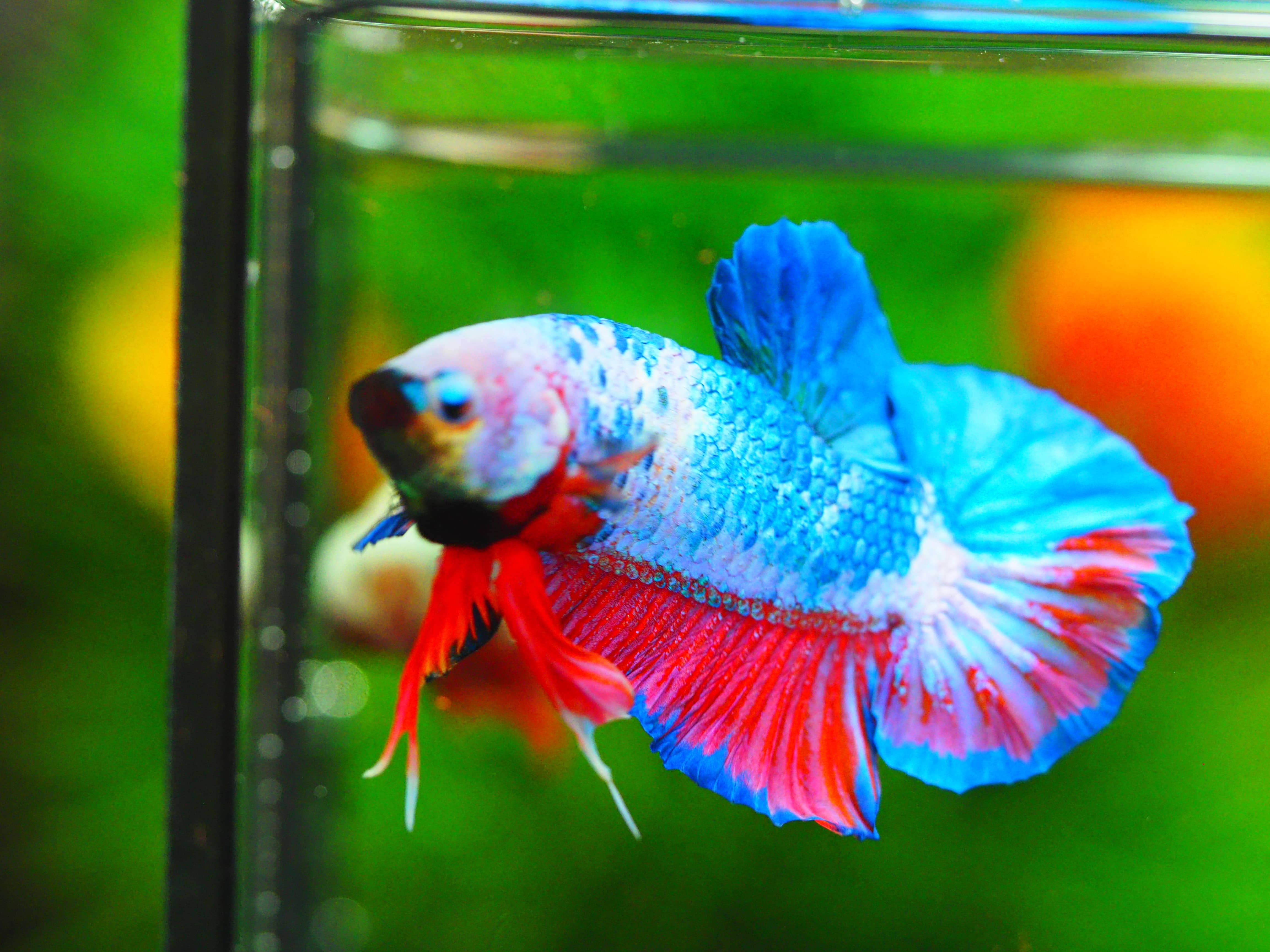 HMPK KOI GALAXY MALE GRADE A++