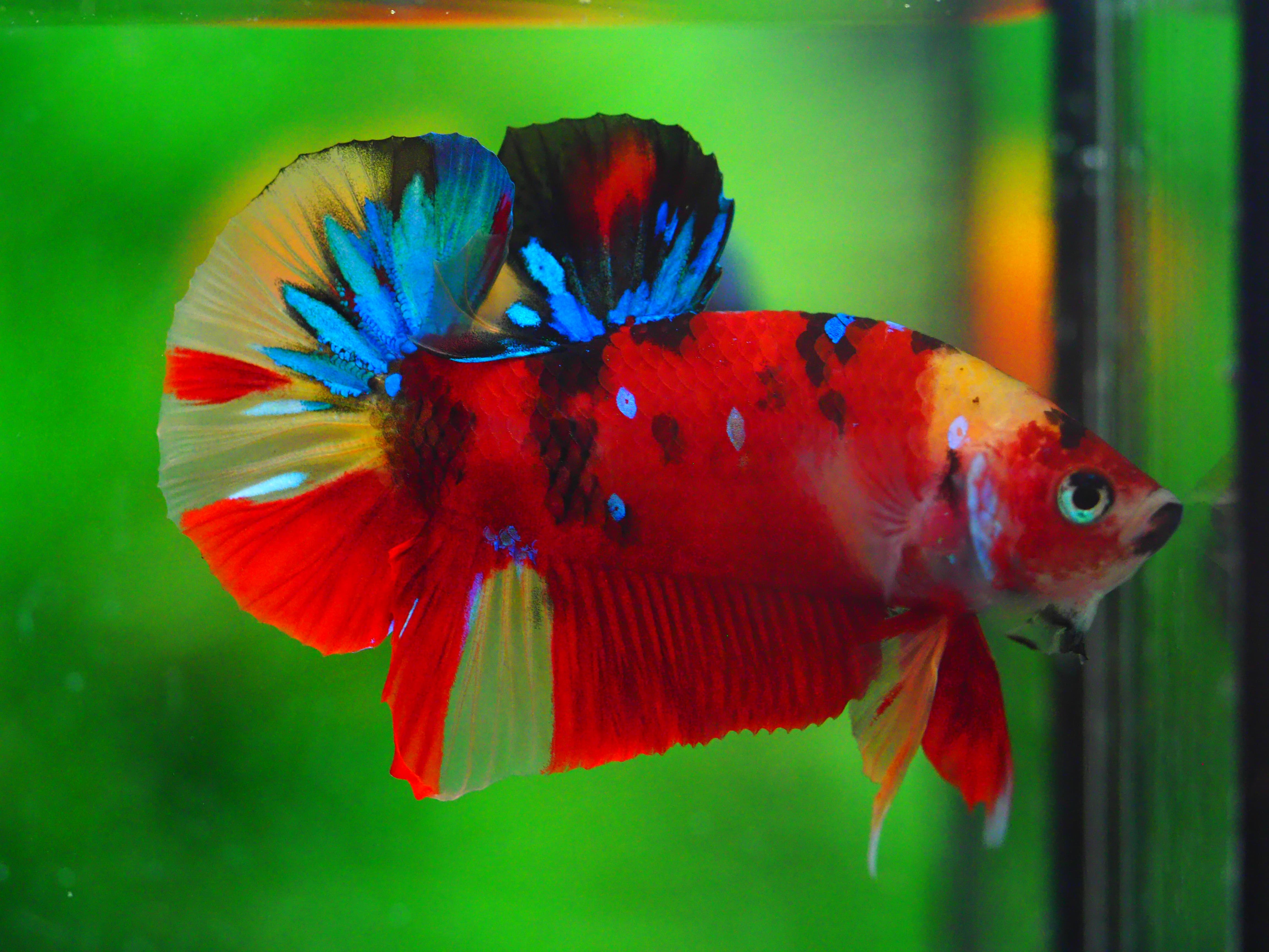 HMPK NEMO GALAXY MALE GRADE A +++