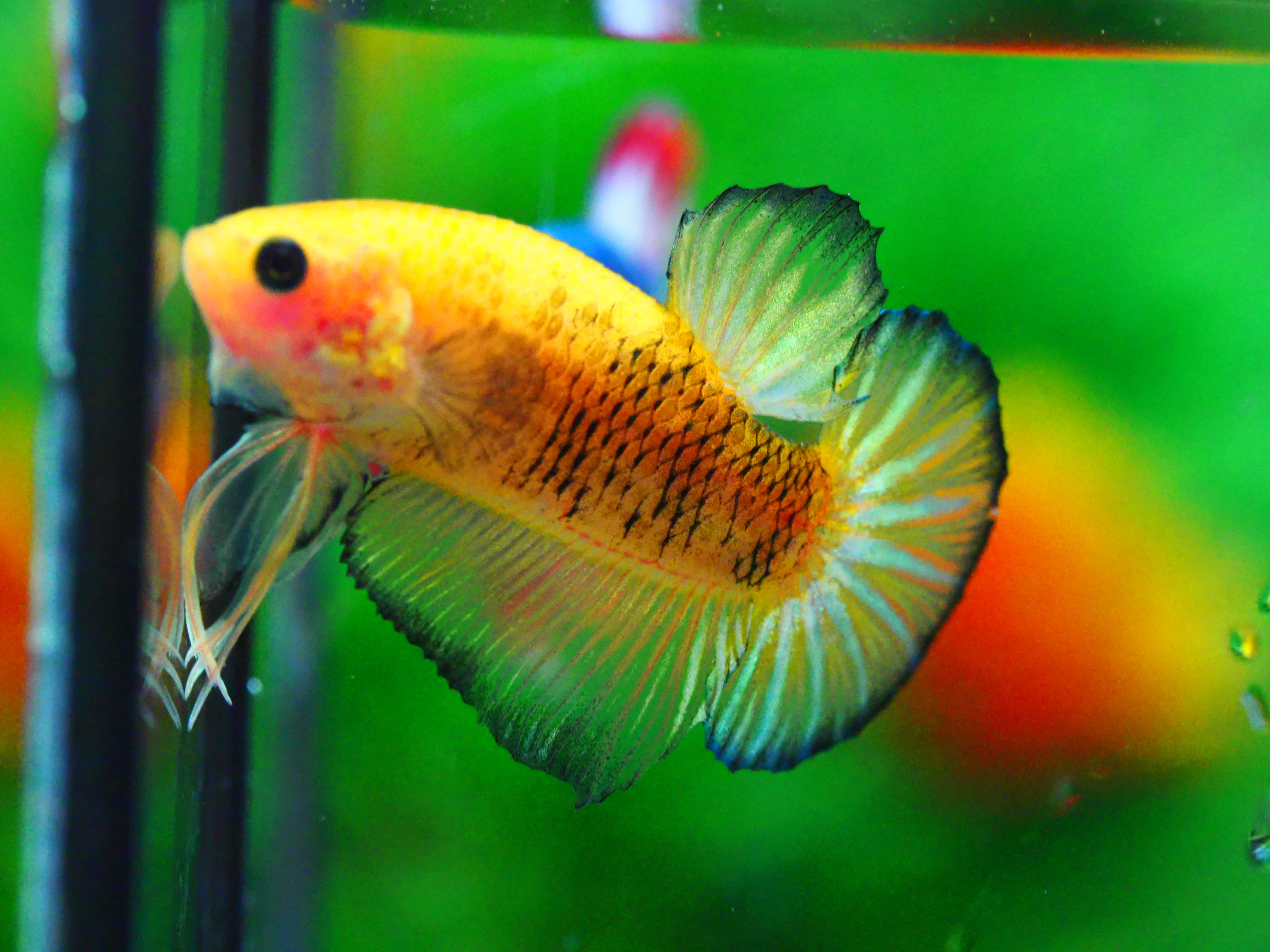 HMPK FANCY MALE GRADE A +++