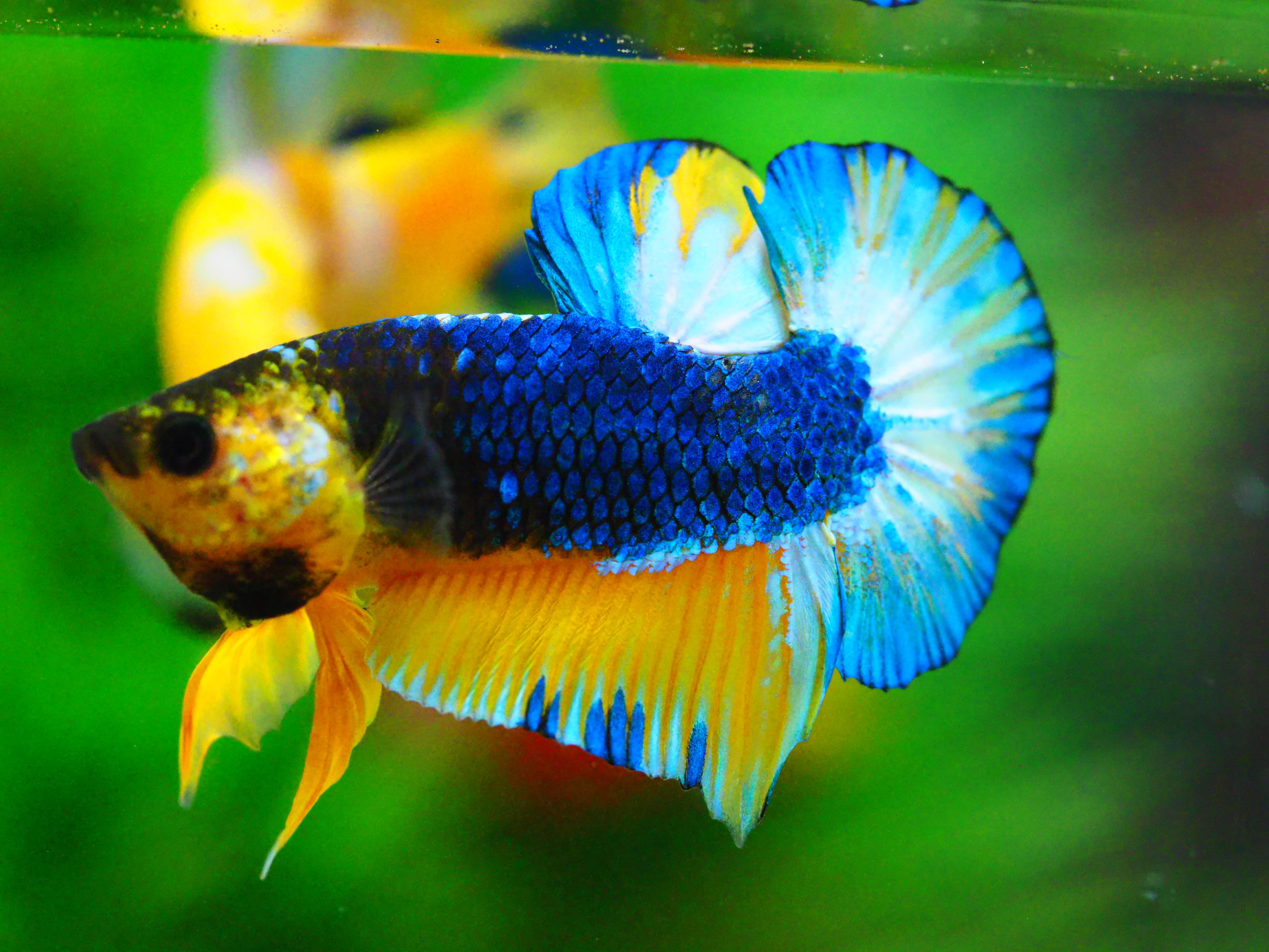 HMPK HELL YELLOW MALE GRADE A +++