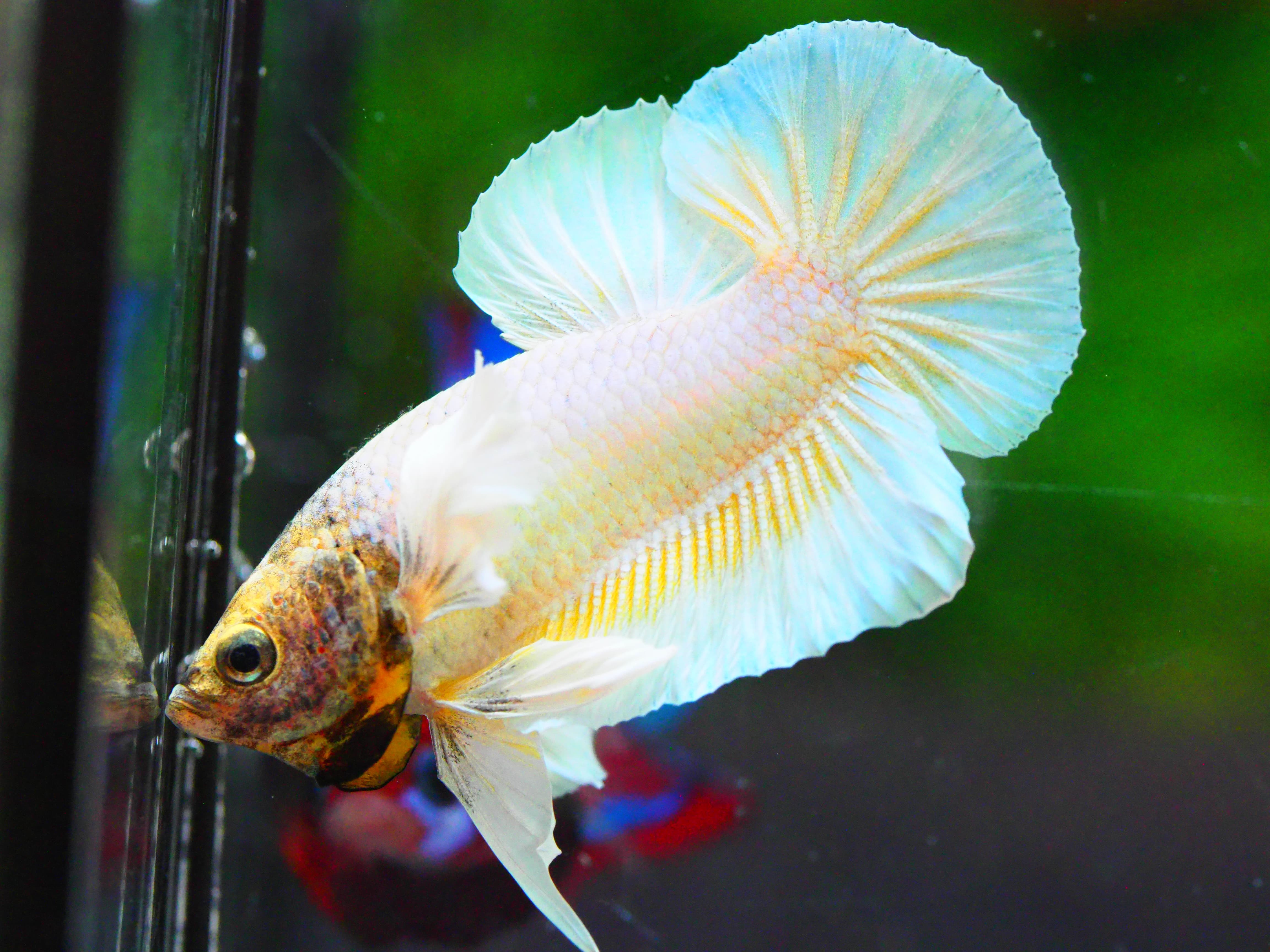 HMPK DUMBO MALE GRADE A +++