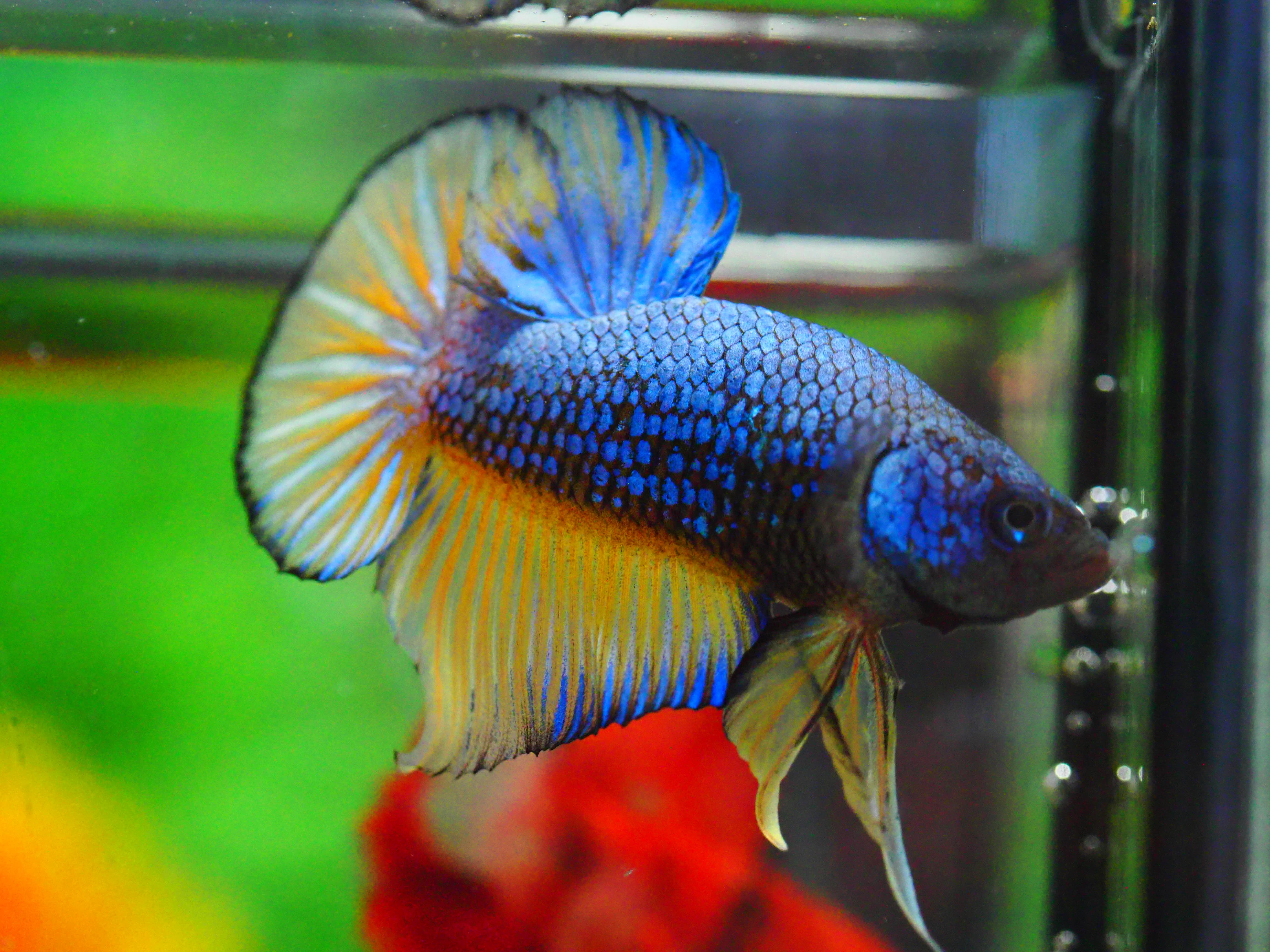 HMPK FANCY MALE GRADE A +++