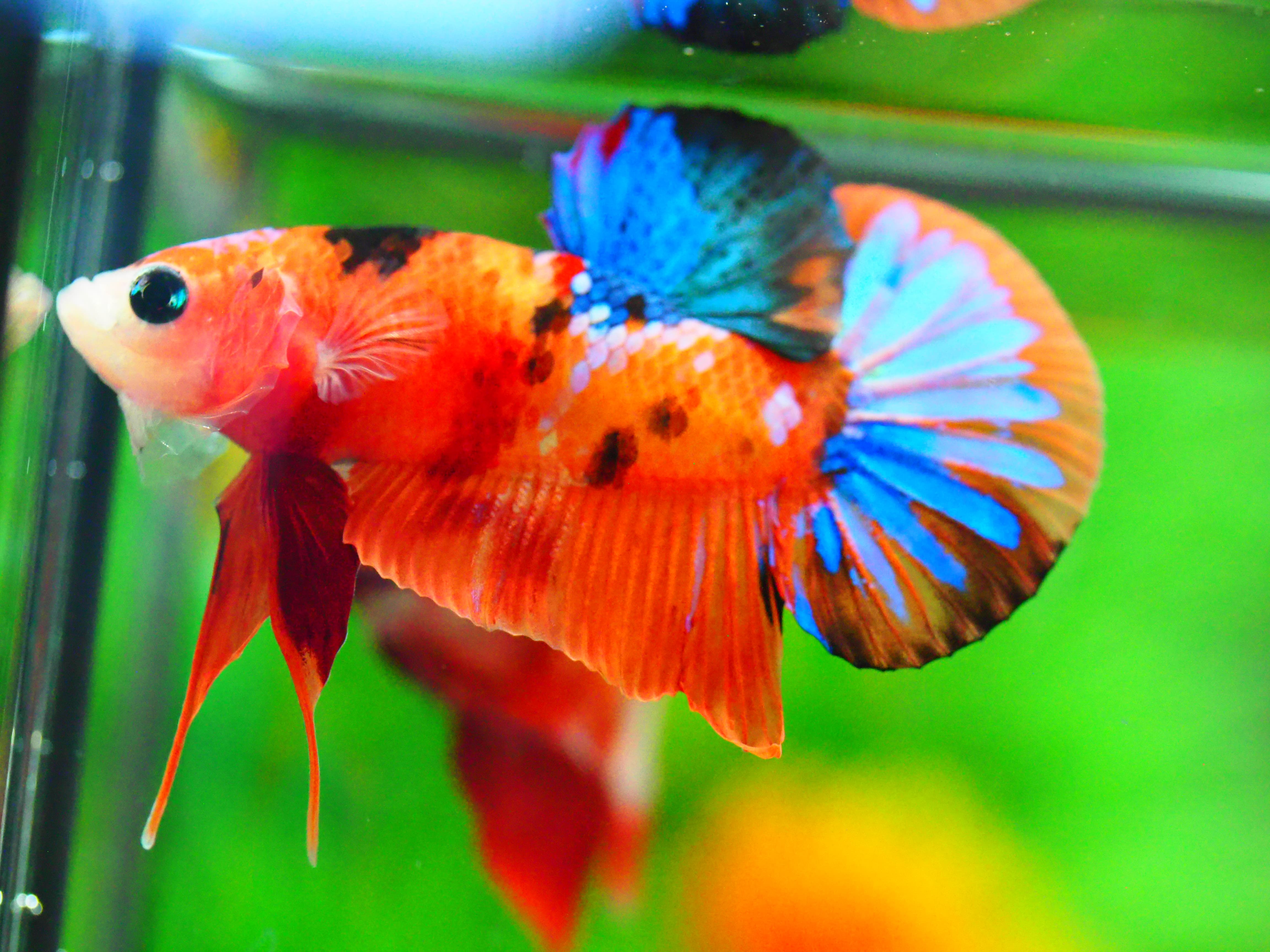 HMPK NEMO GALAXY MALE GRADE A +++