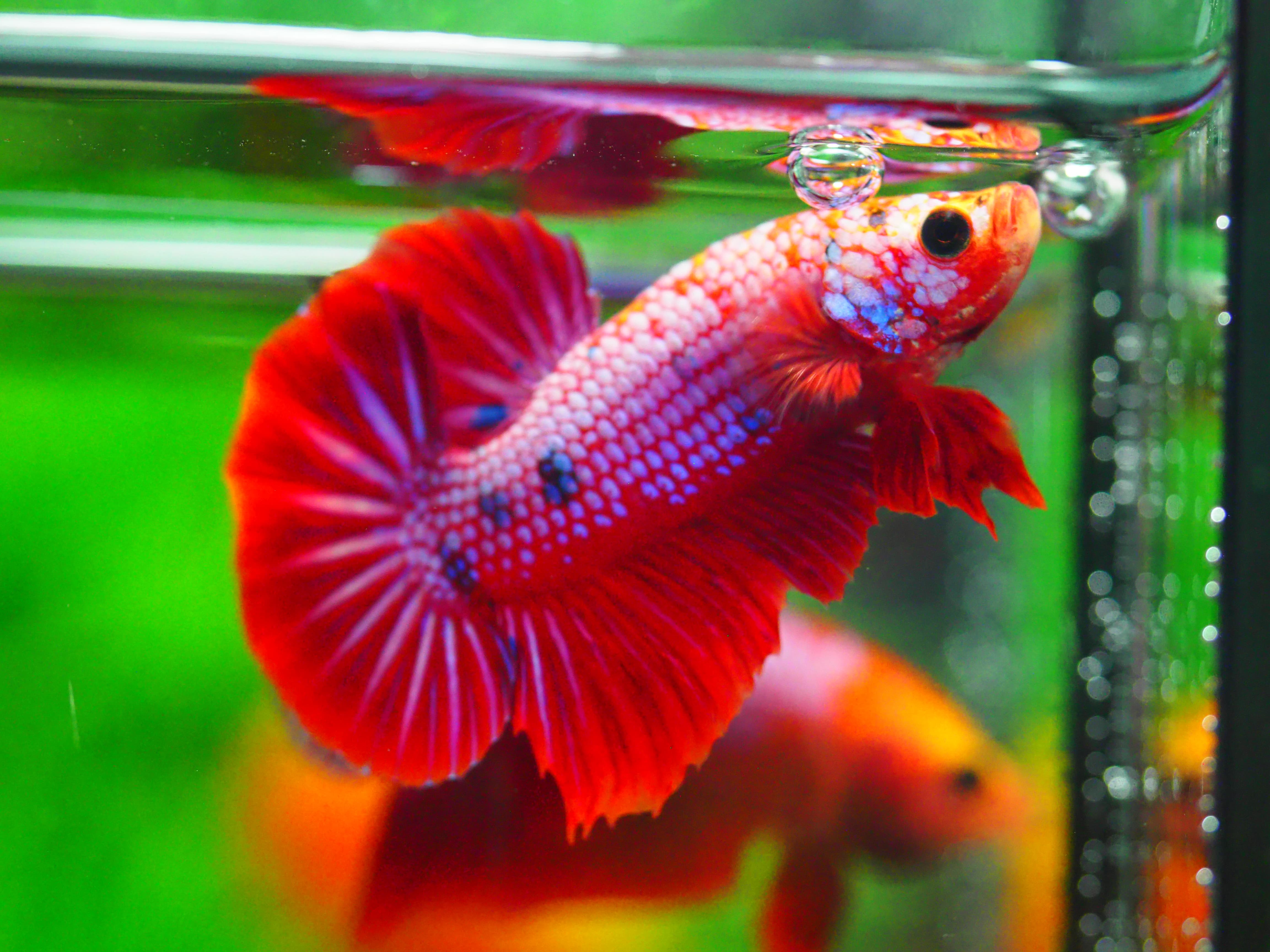 HMPK FANCY MALE GRADE A +++