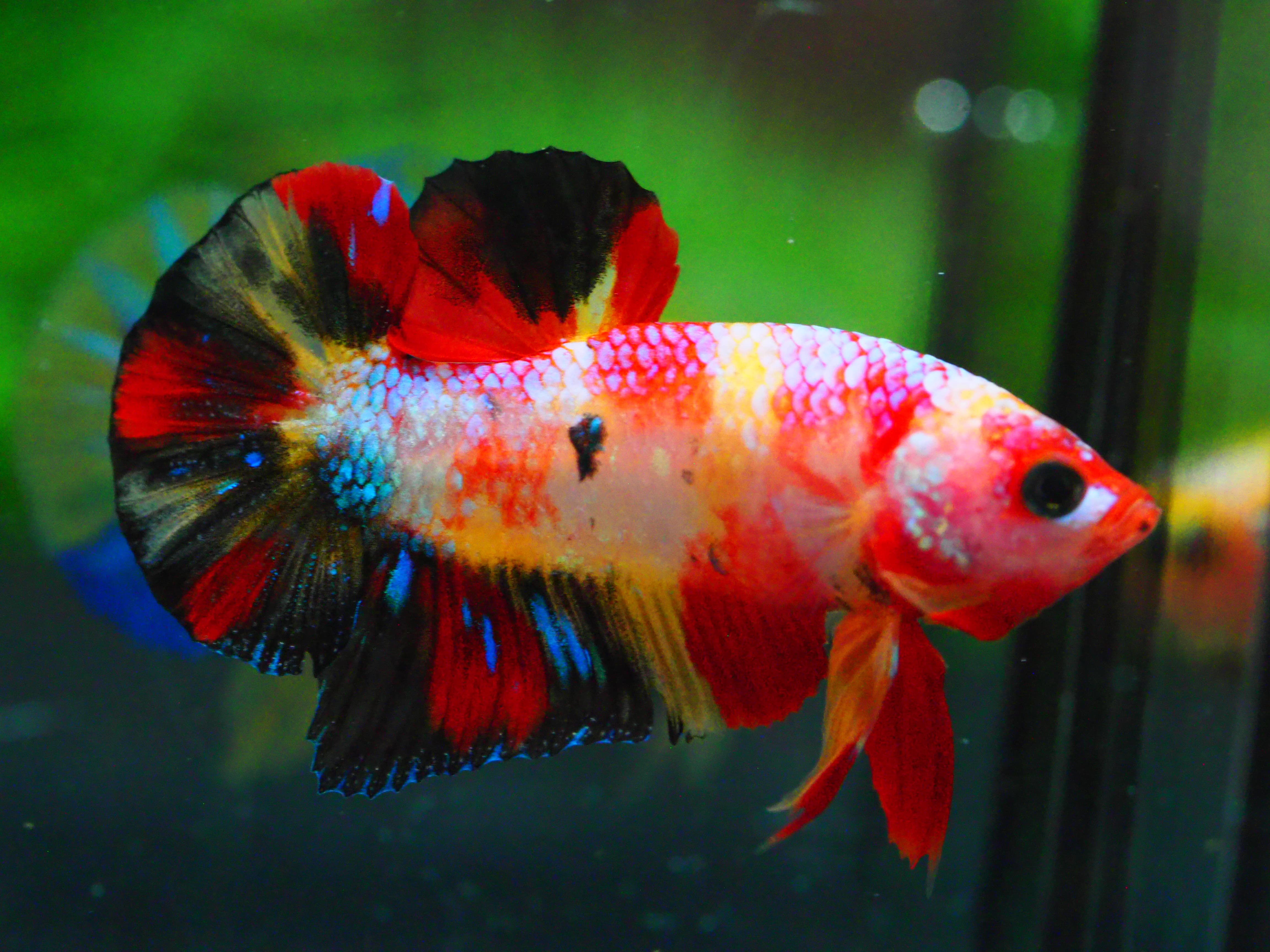 HMPK NEMO GALAXY MALE GRADE A +++