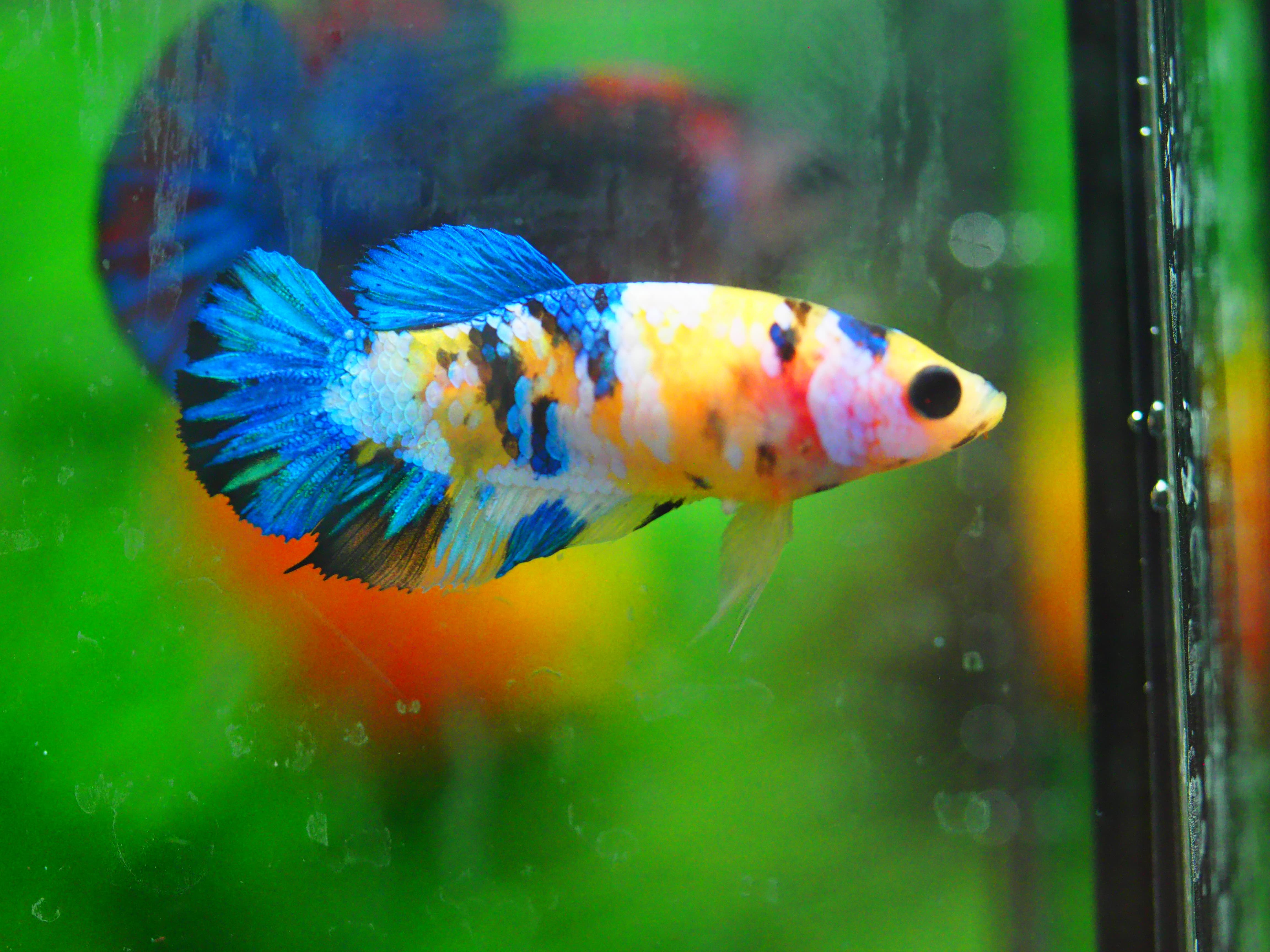 HMPK KOI GALAXY FNMALE GRADE A +++