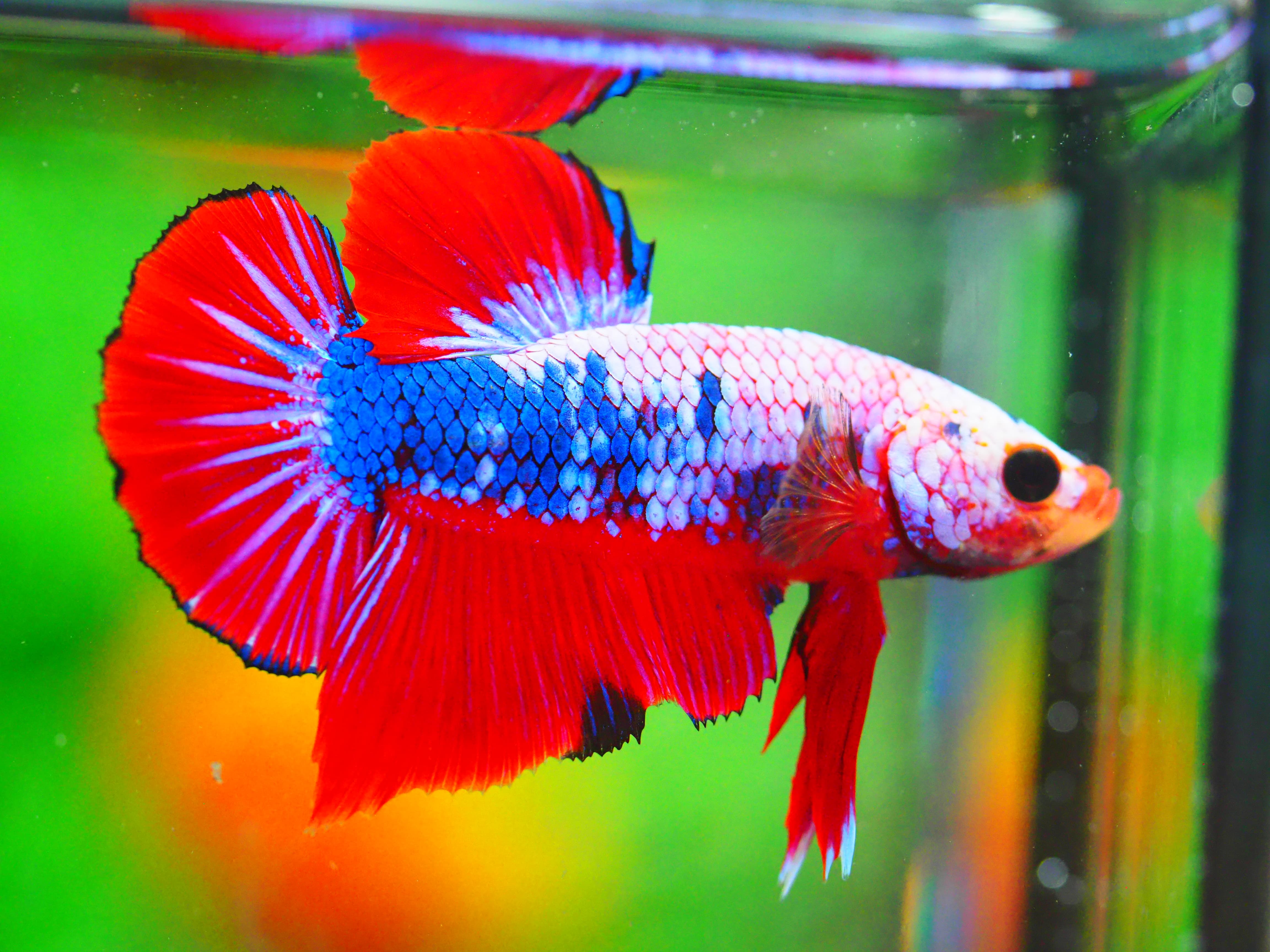 HMPK FANCY MALE GRADE A +++