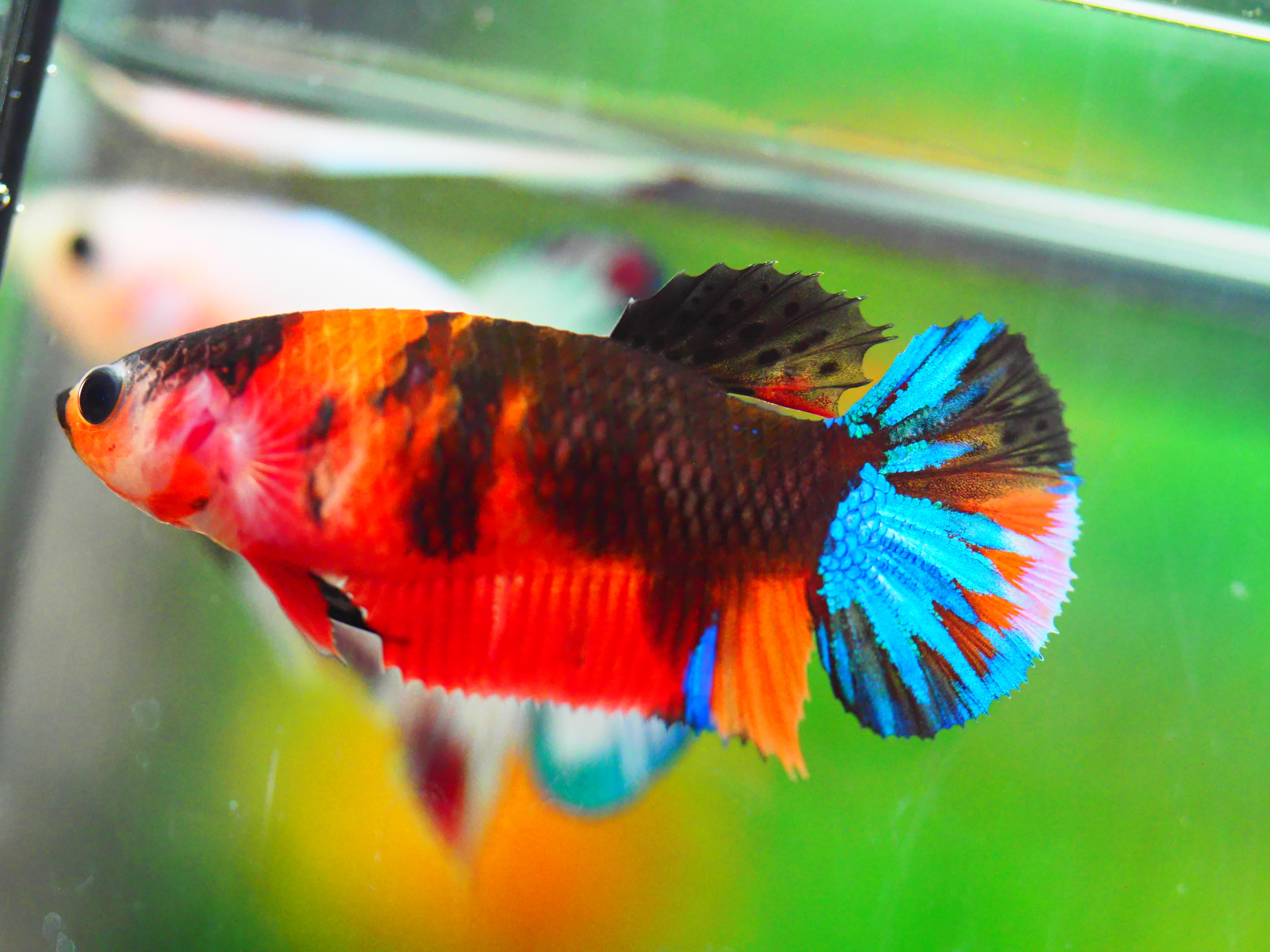 HMPK NEMO GALAXY FNMALE GRADE A +++