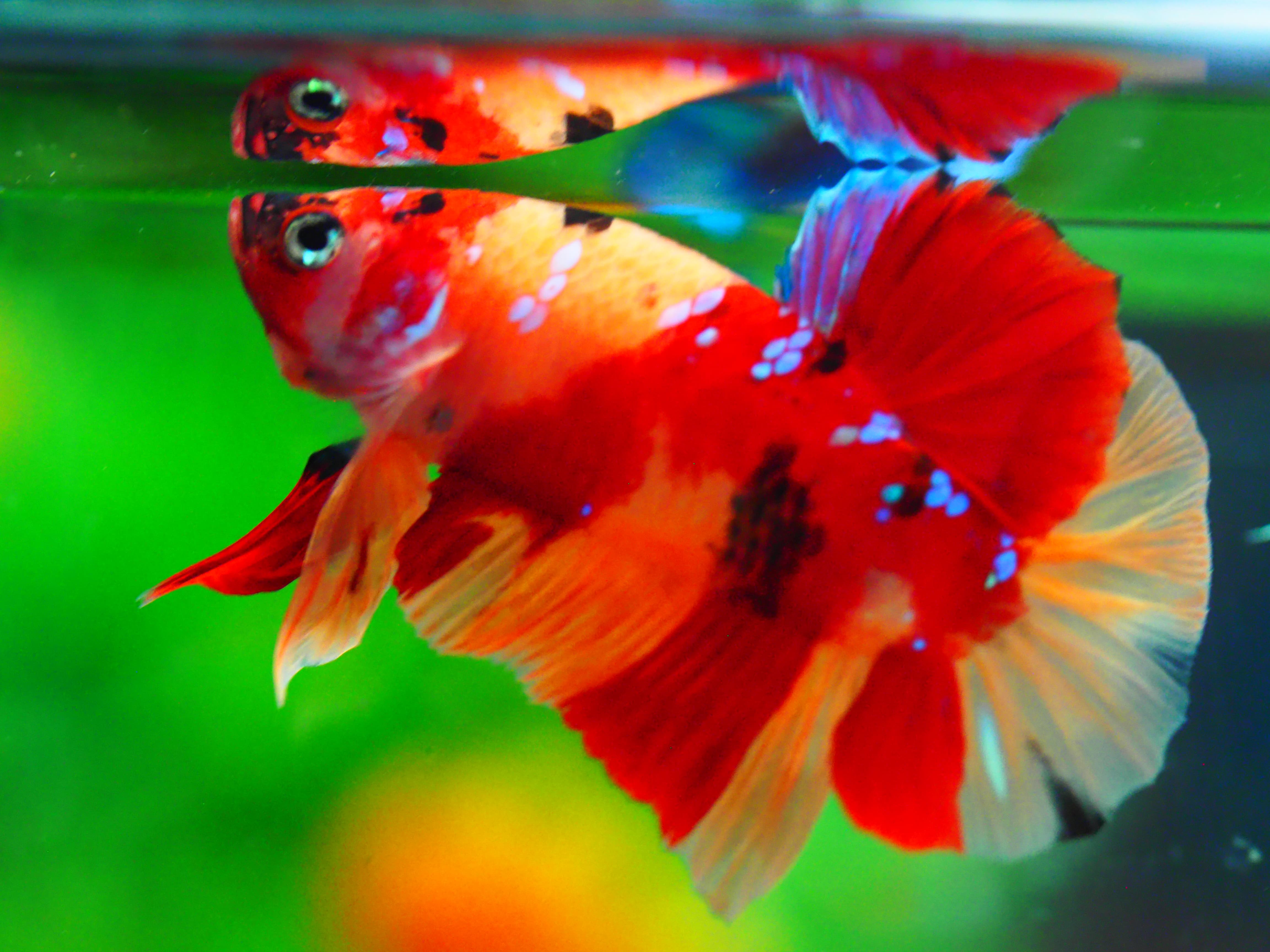 HMPK NEMO MALE GRADE A +++