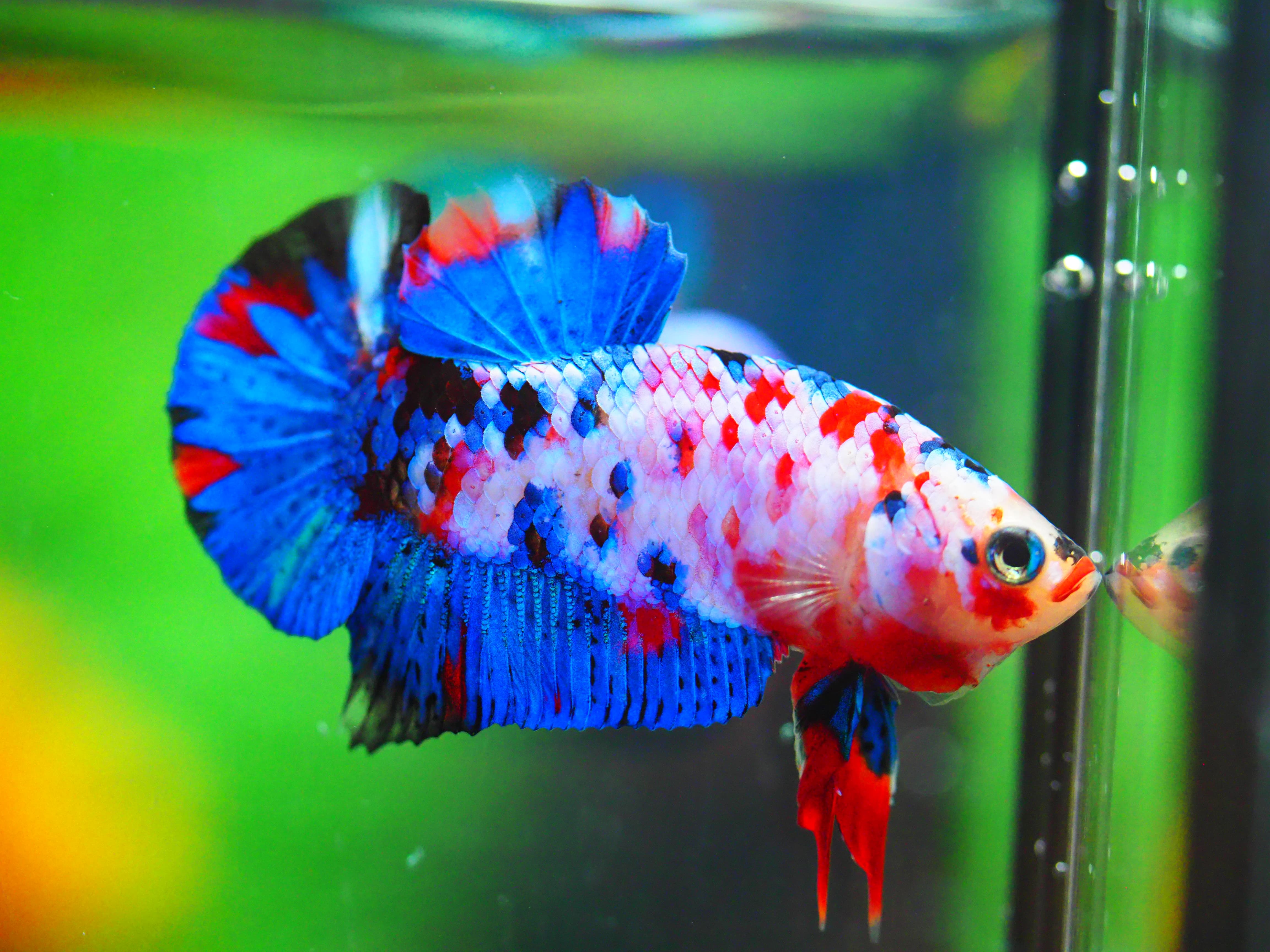 HMPK KOI GALAXY MALE GRADE A +++