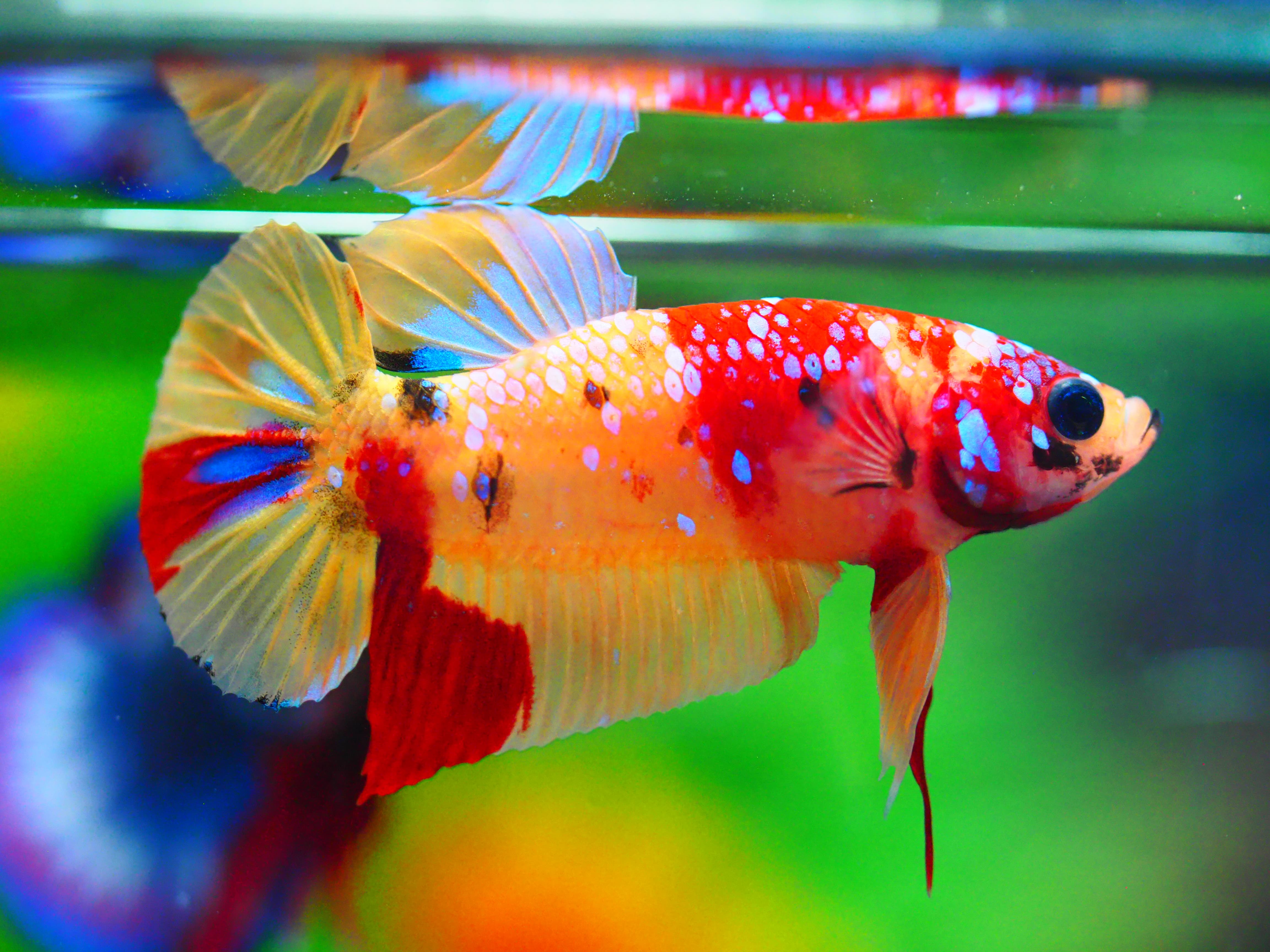 HMPK NEMO GALAXY MALE GRADE A +++