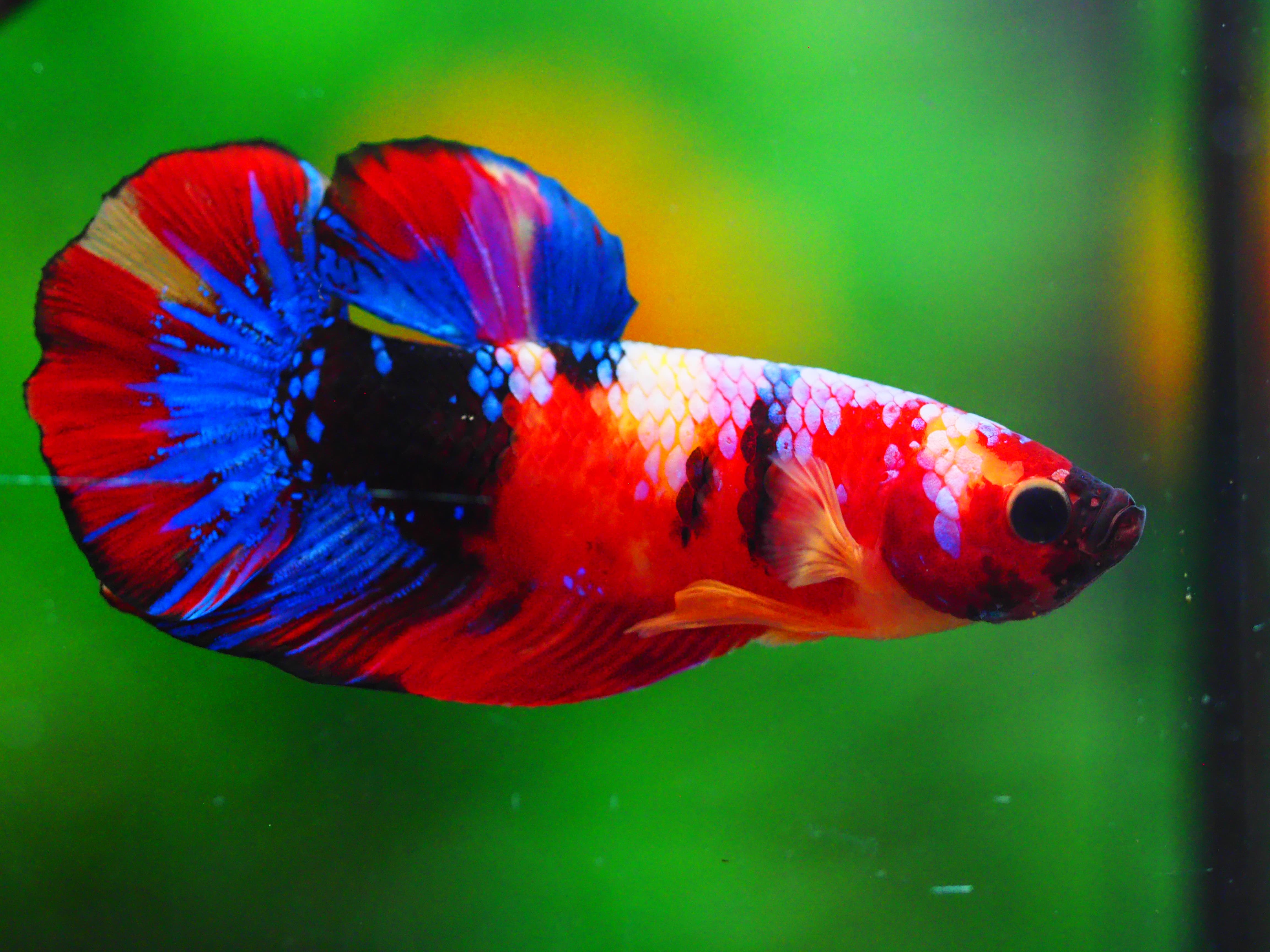 HMPK NEMO GALAXY MALE GRADE A +++