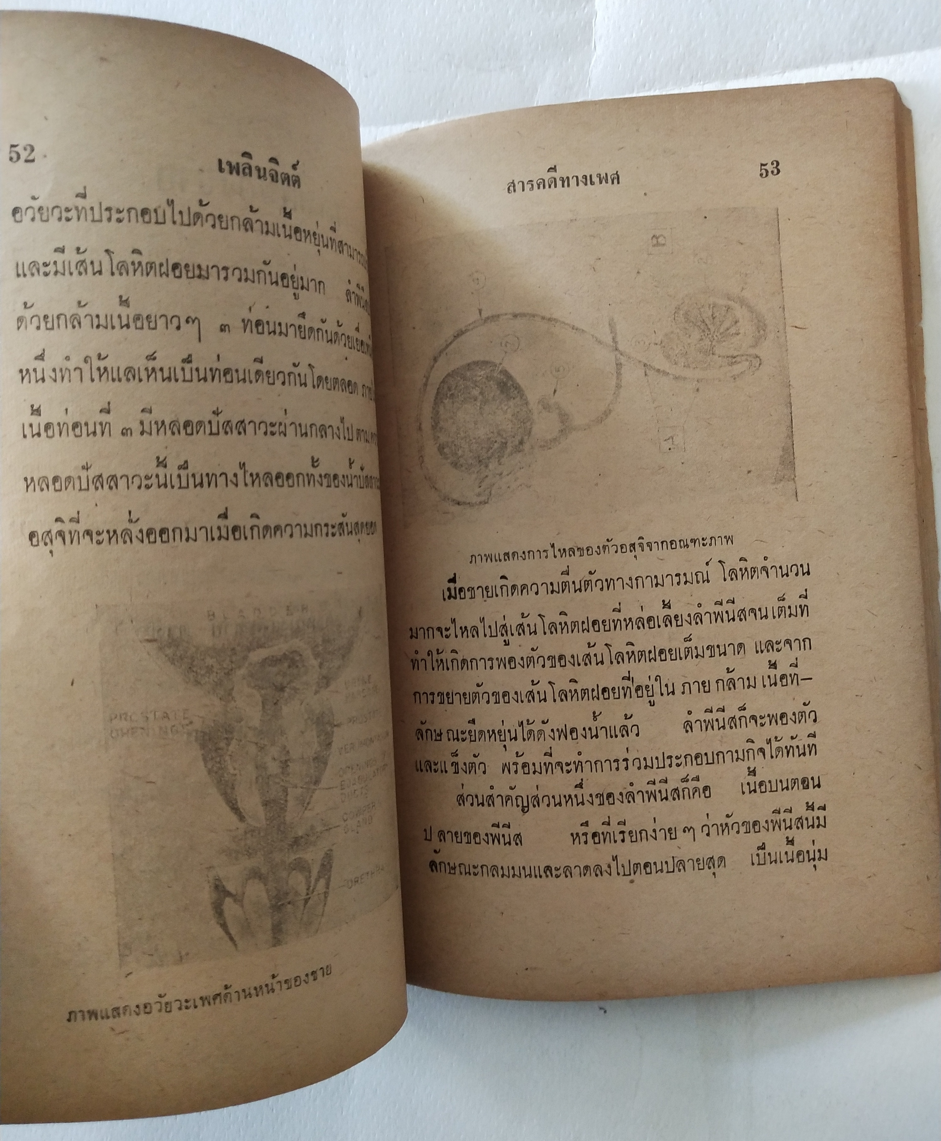 หนังสือเก่ามีตำหนิตามภาพ สารคดีทางเพศ เล่ม 1 โดย มรว. ชนม์สวัสดิ์ ชมพูนุท, อนุปริญญาทางนิติศาสตร์ ผู้ค้นคว้า ปีที่พิมพ์ 2506