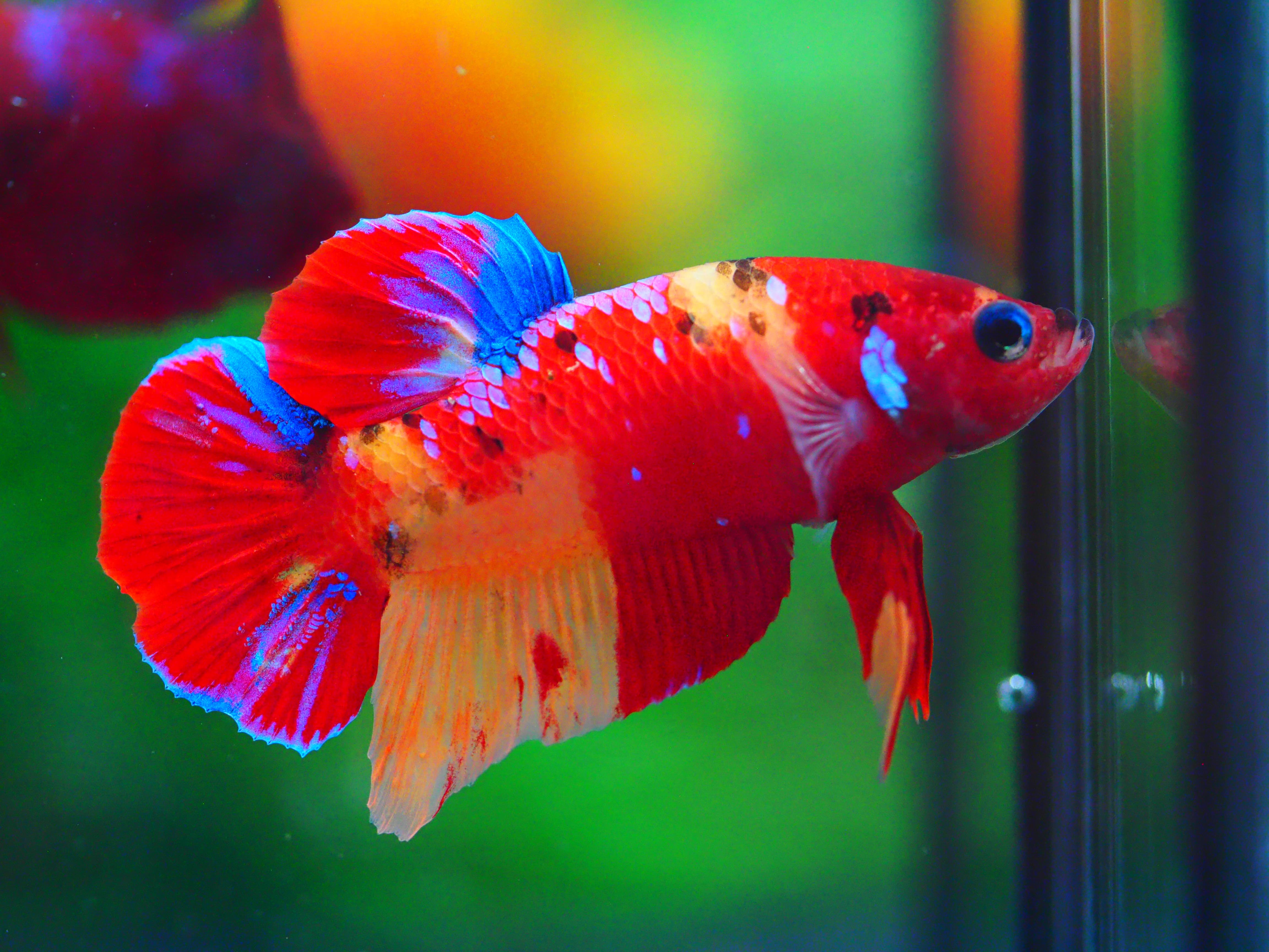 HMPK NEMO MALE GRADE A +++