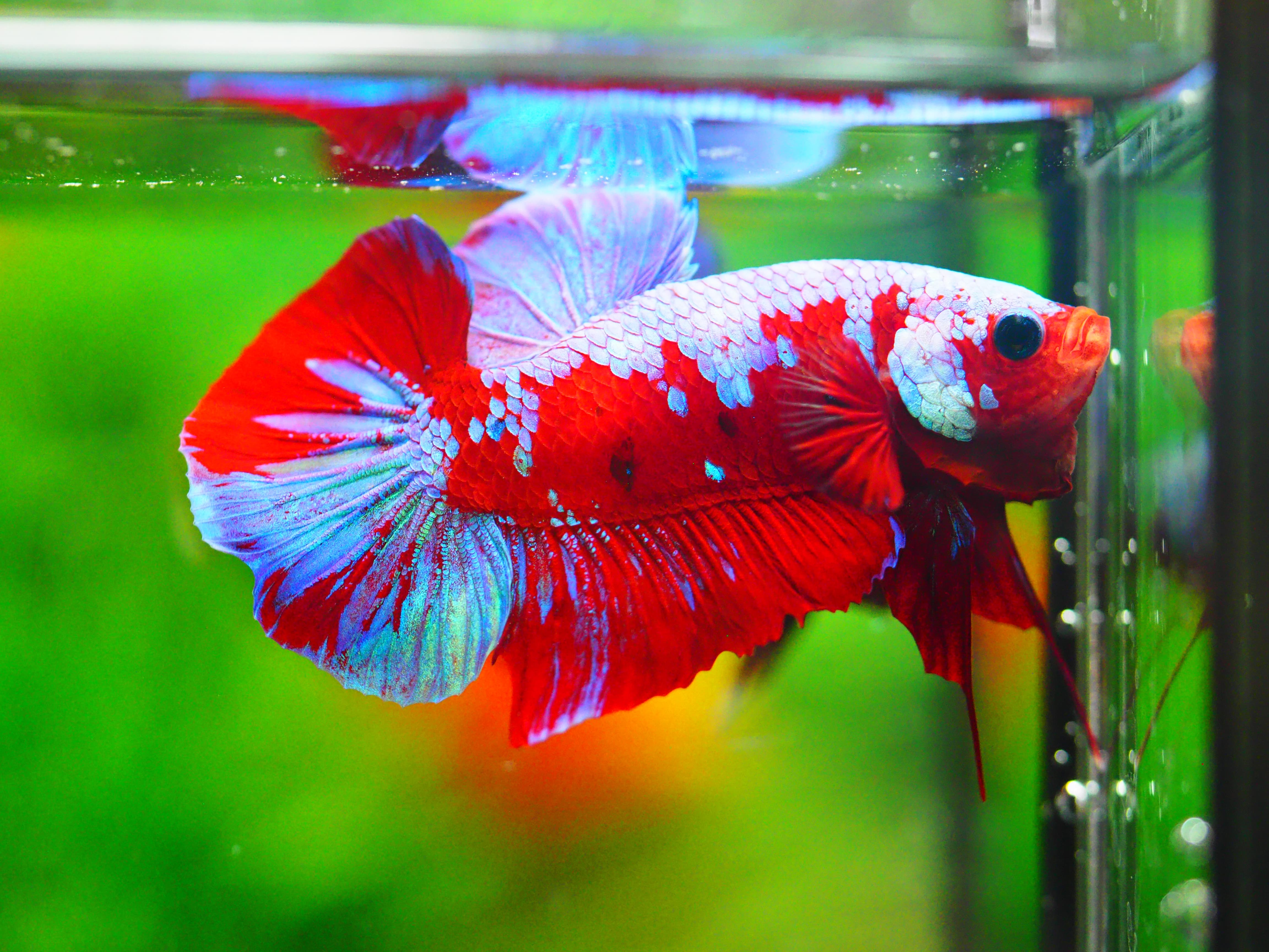 HMPK KOI GALAXY MALE GRADE A +++