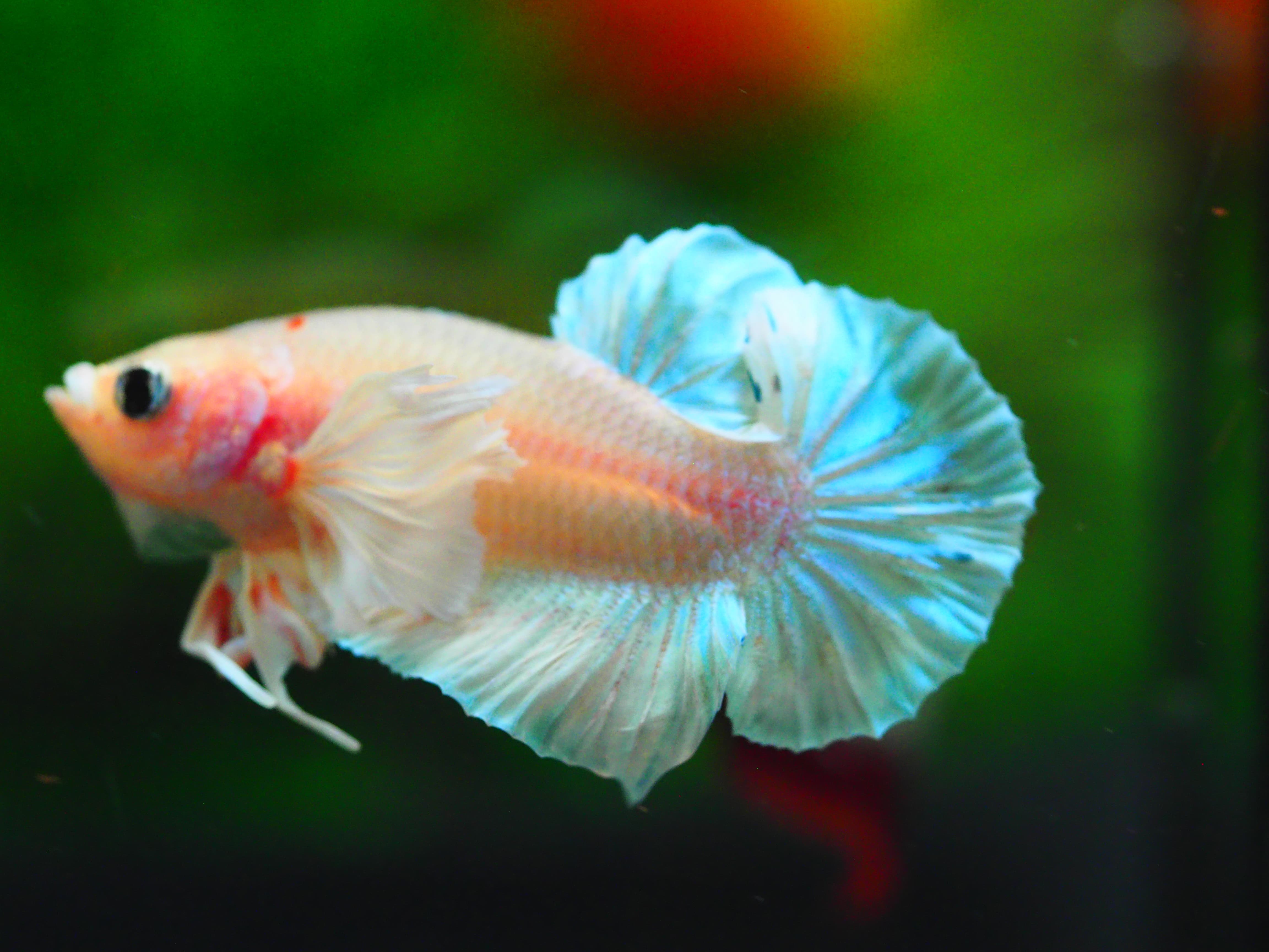HMPK DUMBO MALE GRADE A++