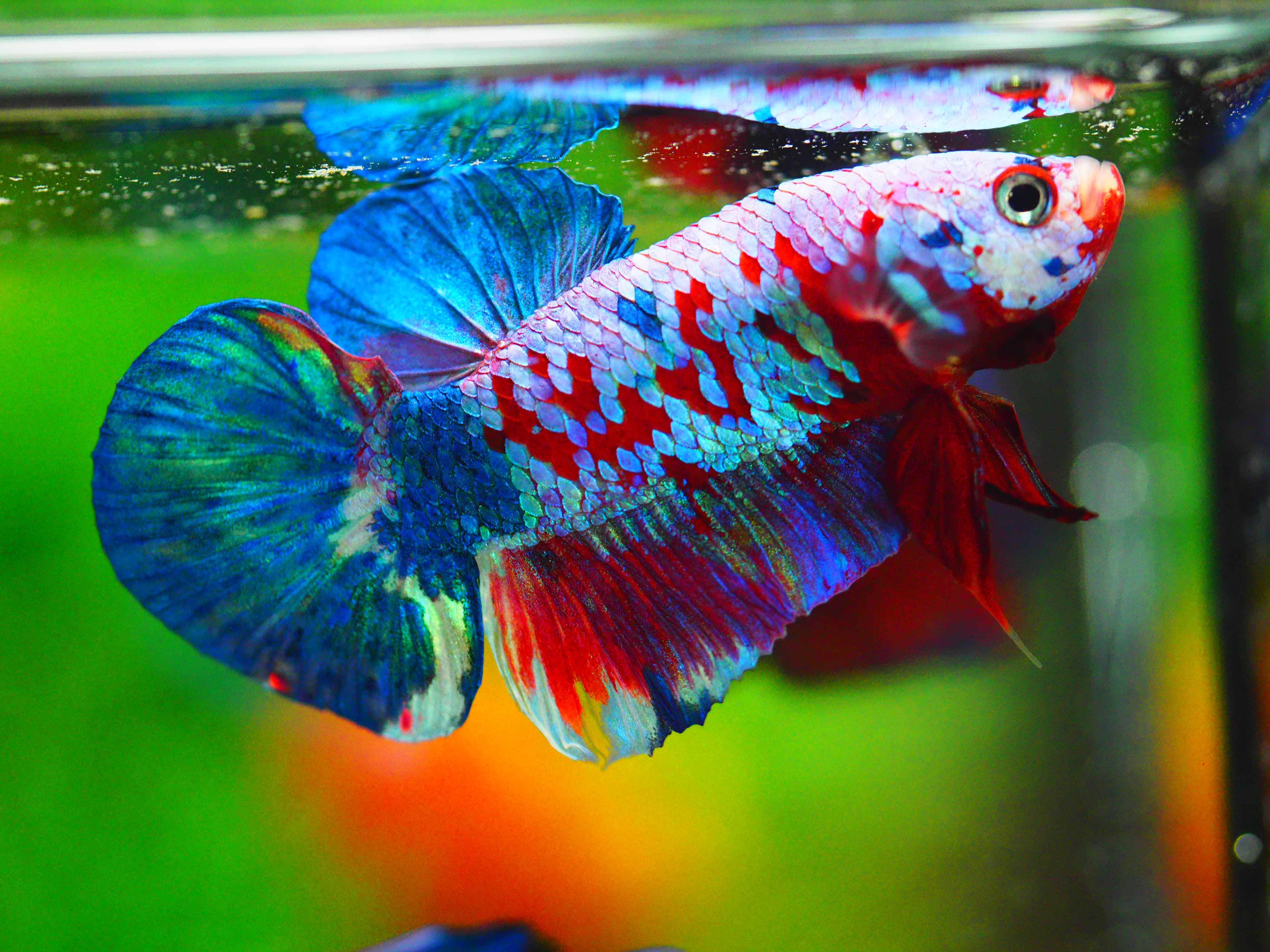 HMPK KOI GALAXY MALE