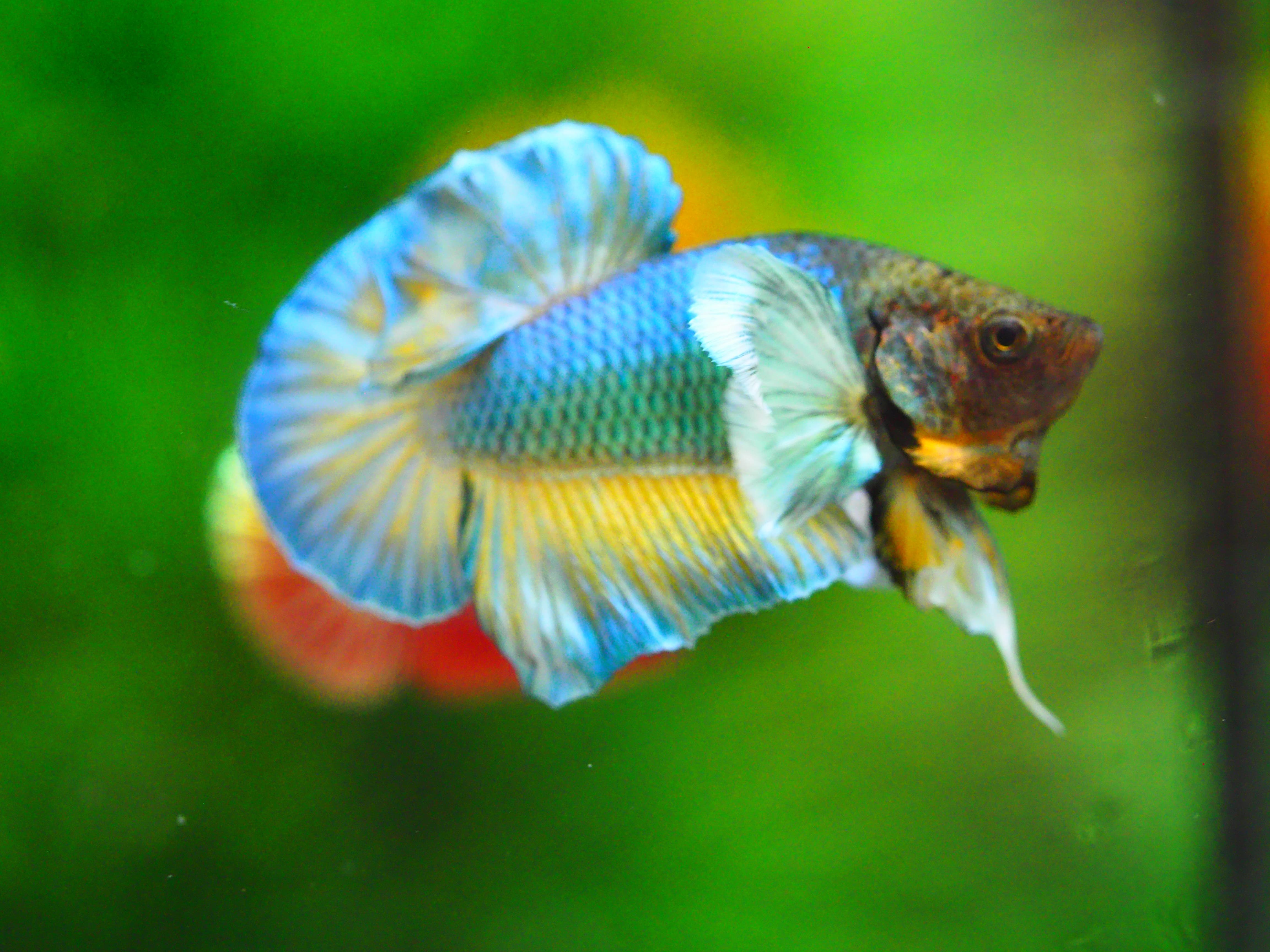 HMPK DUMBO MALE GRADE A +++