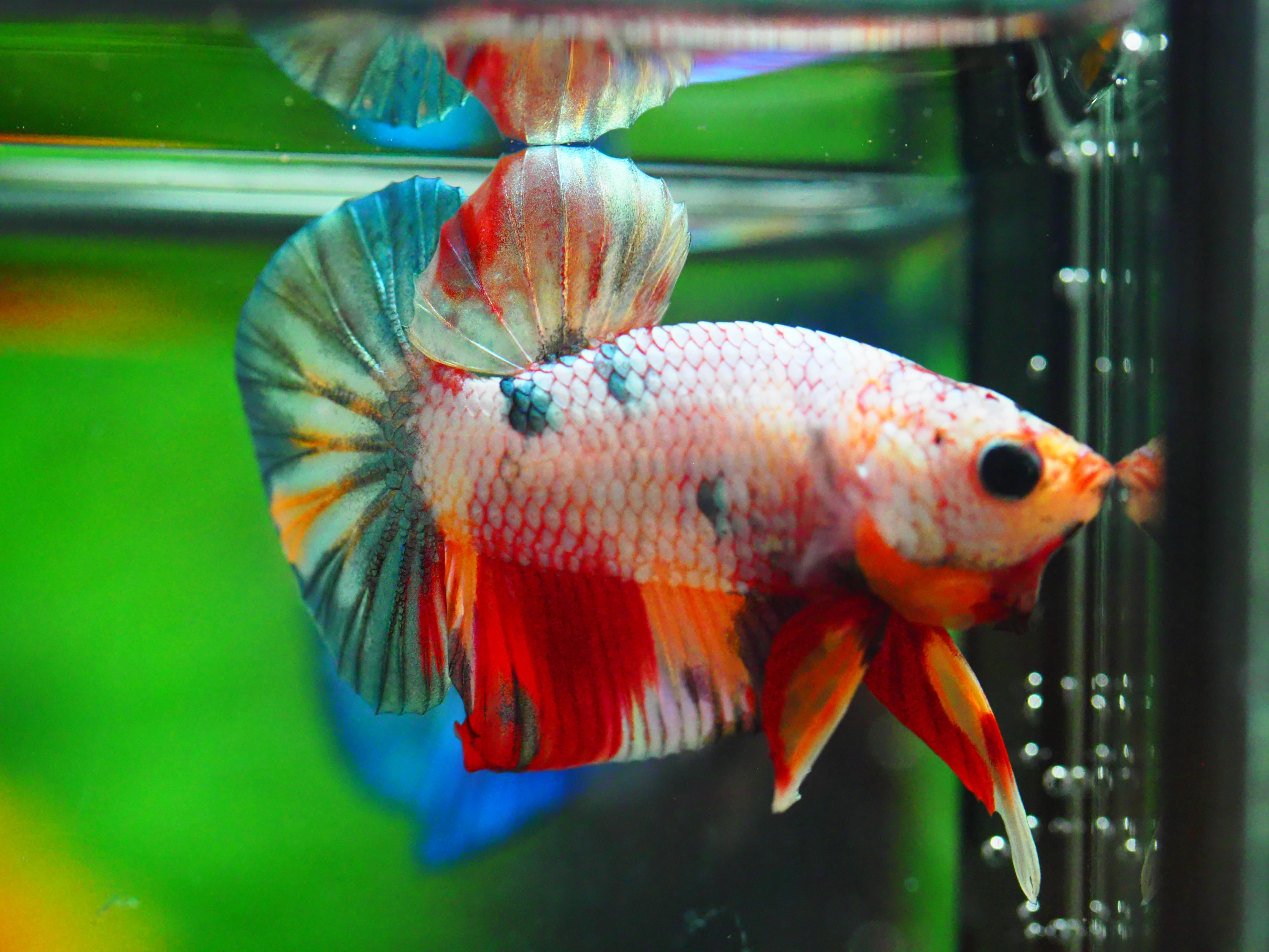 HMPK COPPERCFANCY MALE GRADE A +++