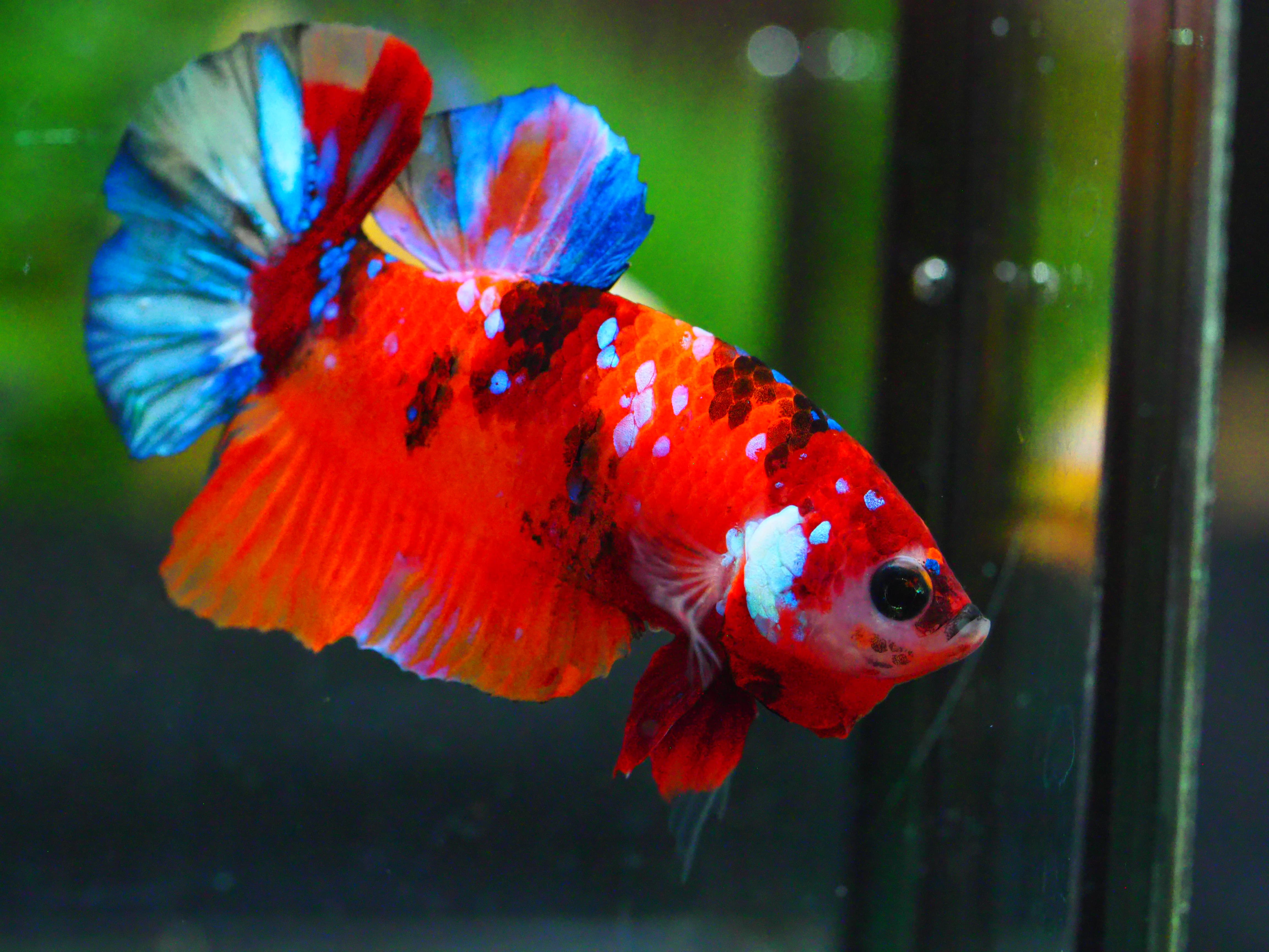 HMPK NEMO GALAXY MALE GRADE A +++