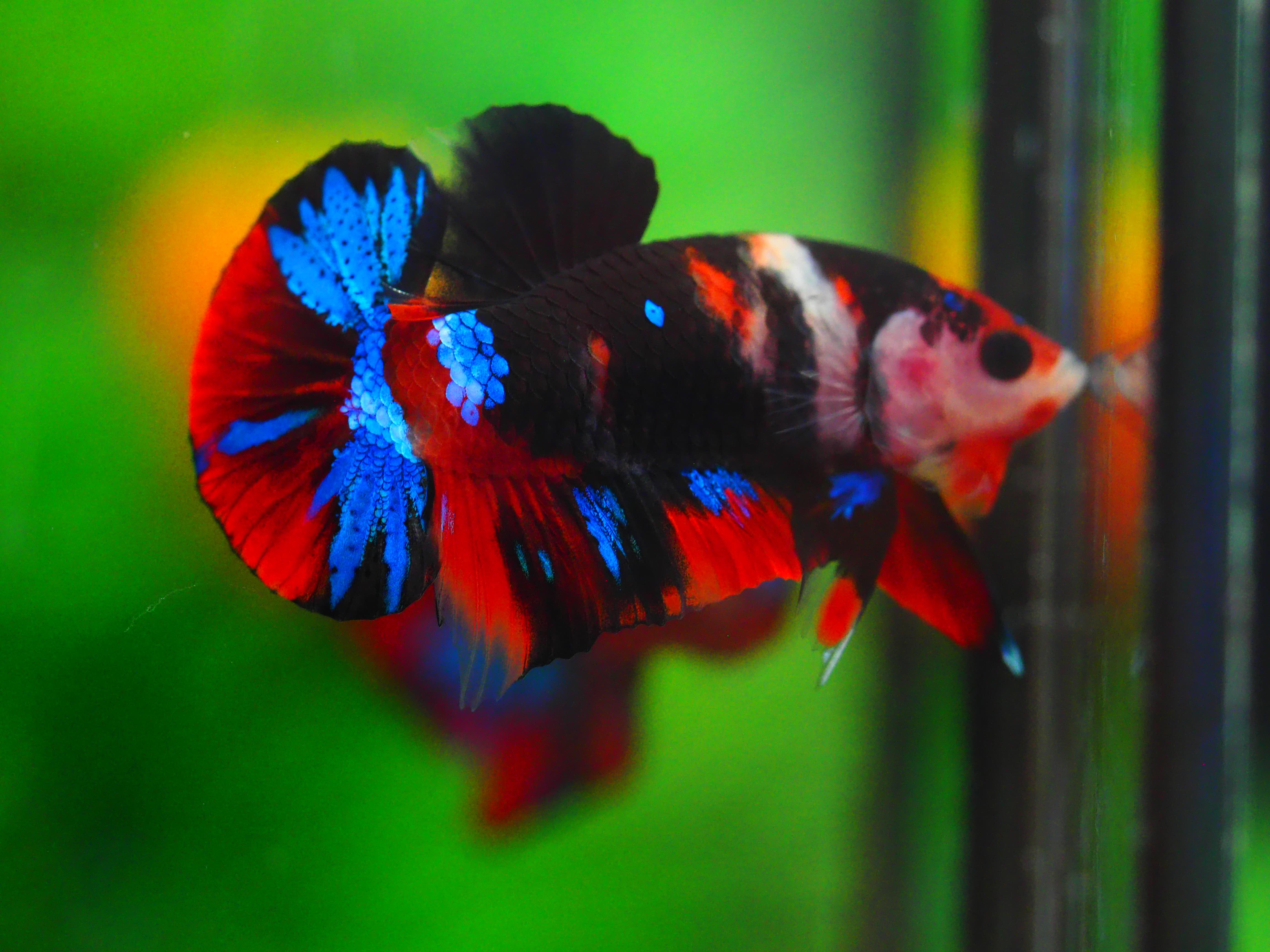 HMPK KOI GALAXY MALE GRADE A++