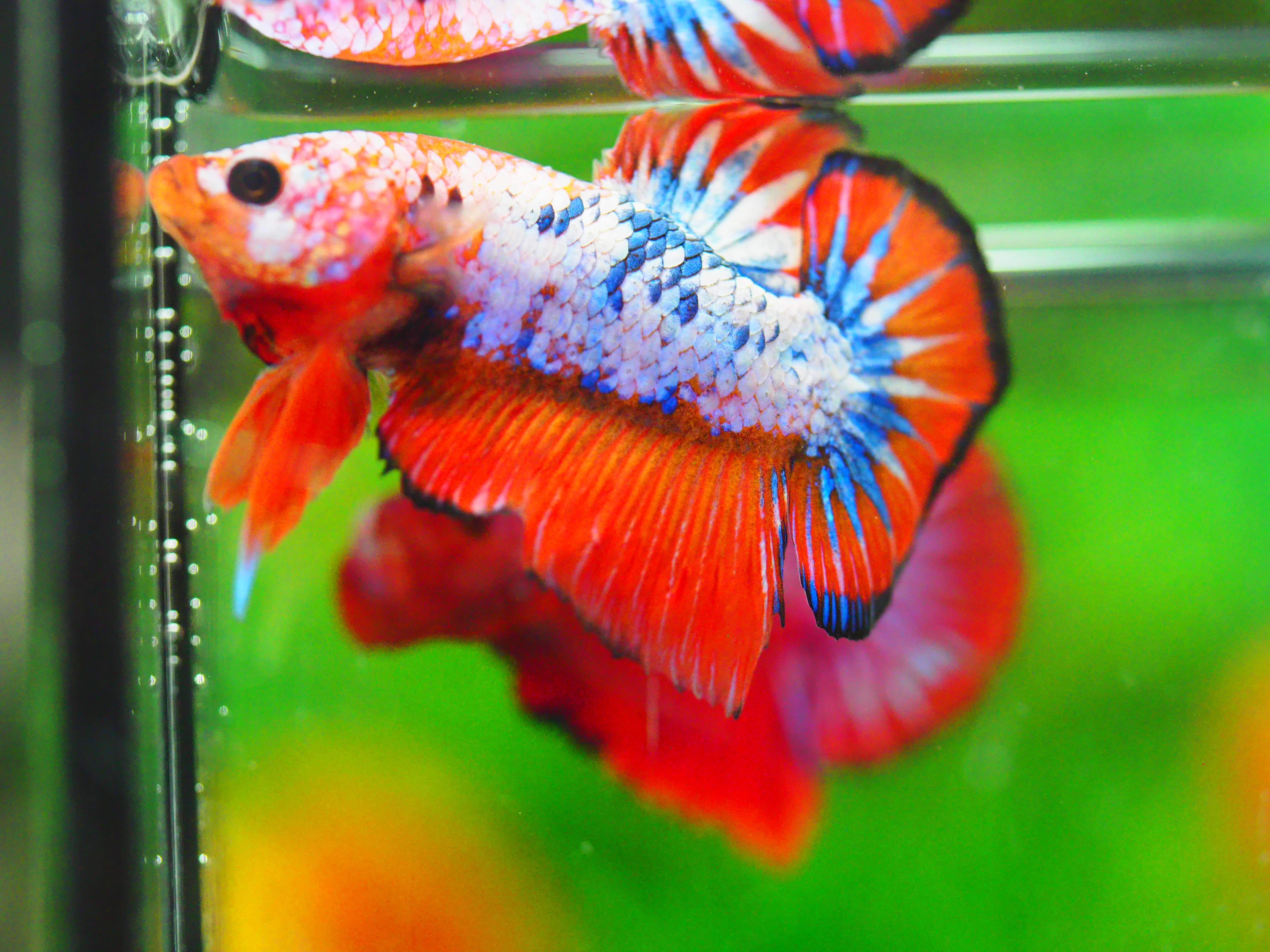 HMPK FANCY MALE GRADE A +++