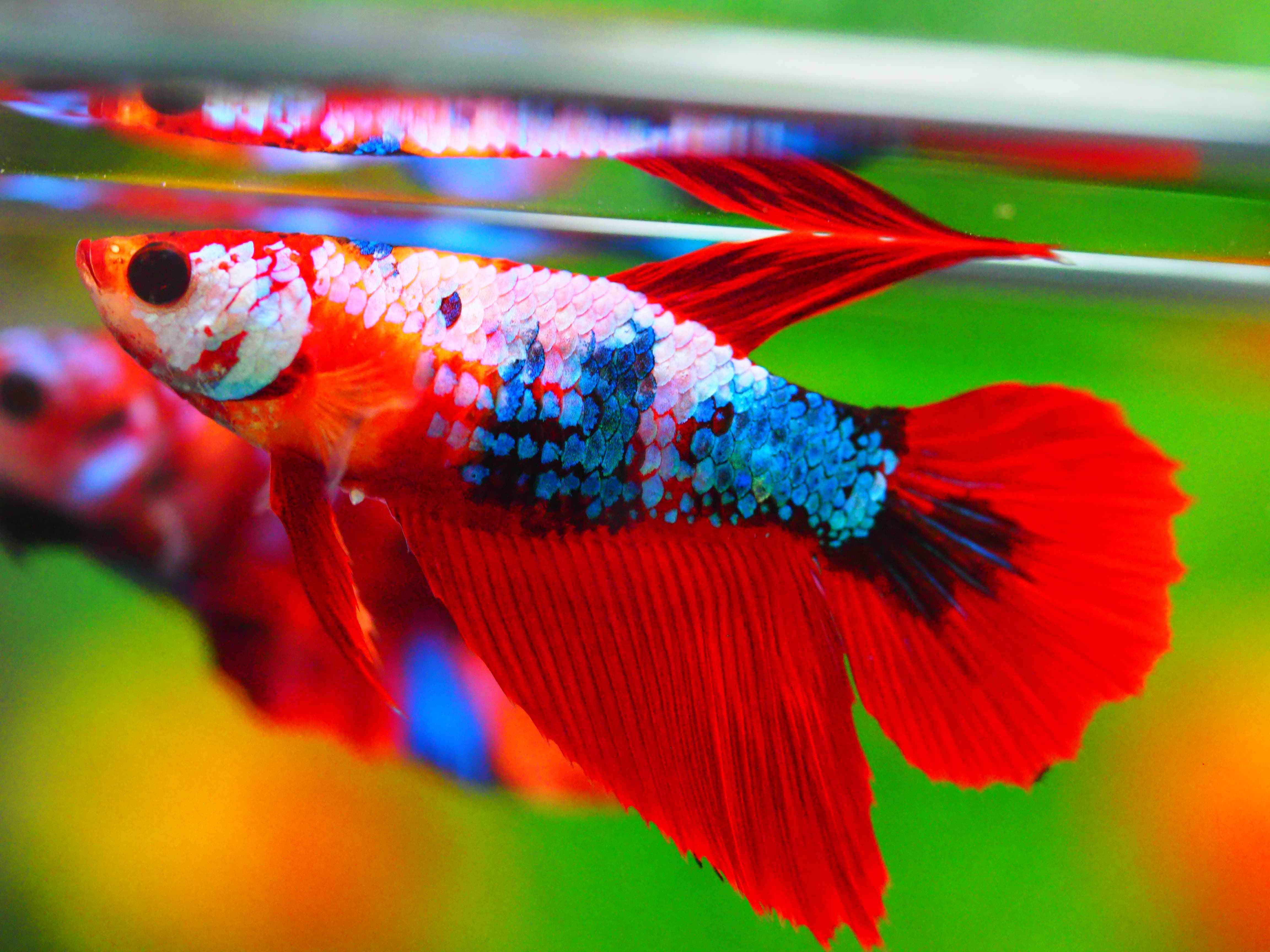 HM KOI GALAXY FNMALE GRADE A +++