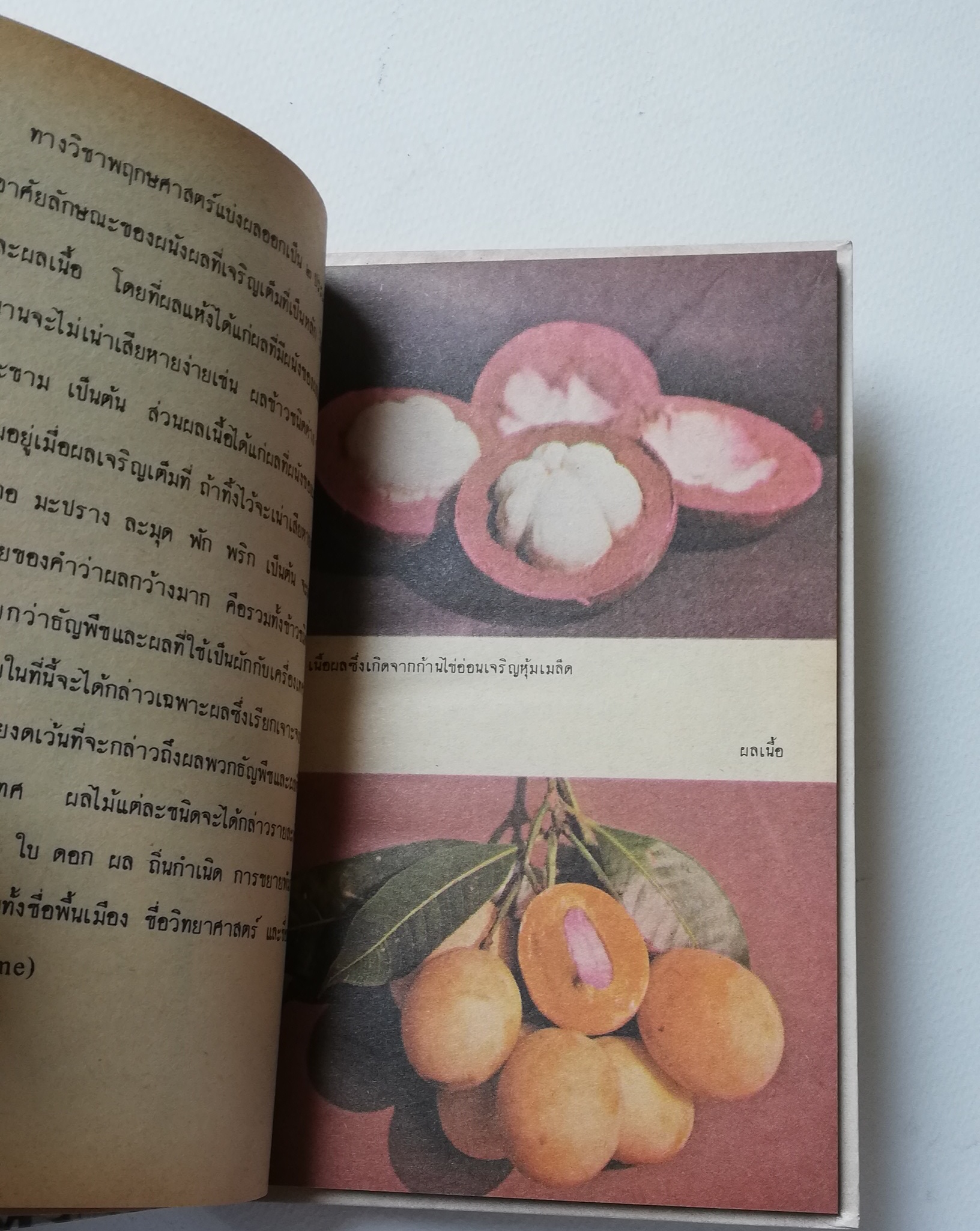 มีหลายภาพ, หนังสือชุดความรู้ไทยขององค์การค้าคุรุสภา "ผลไม้เมืองไทย" โดย ทวีศักดิ์ บุญเกิด พิมพ์ครั้งที่ 2 ปี 2527