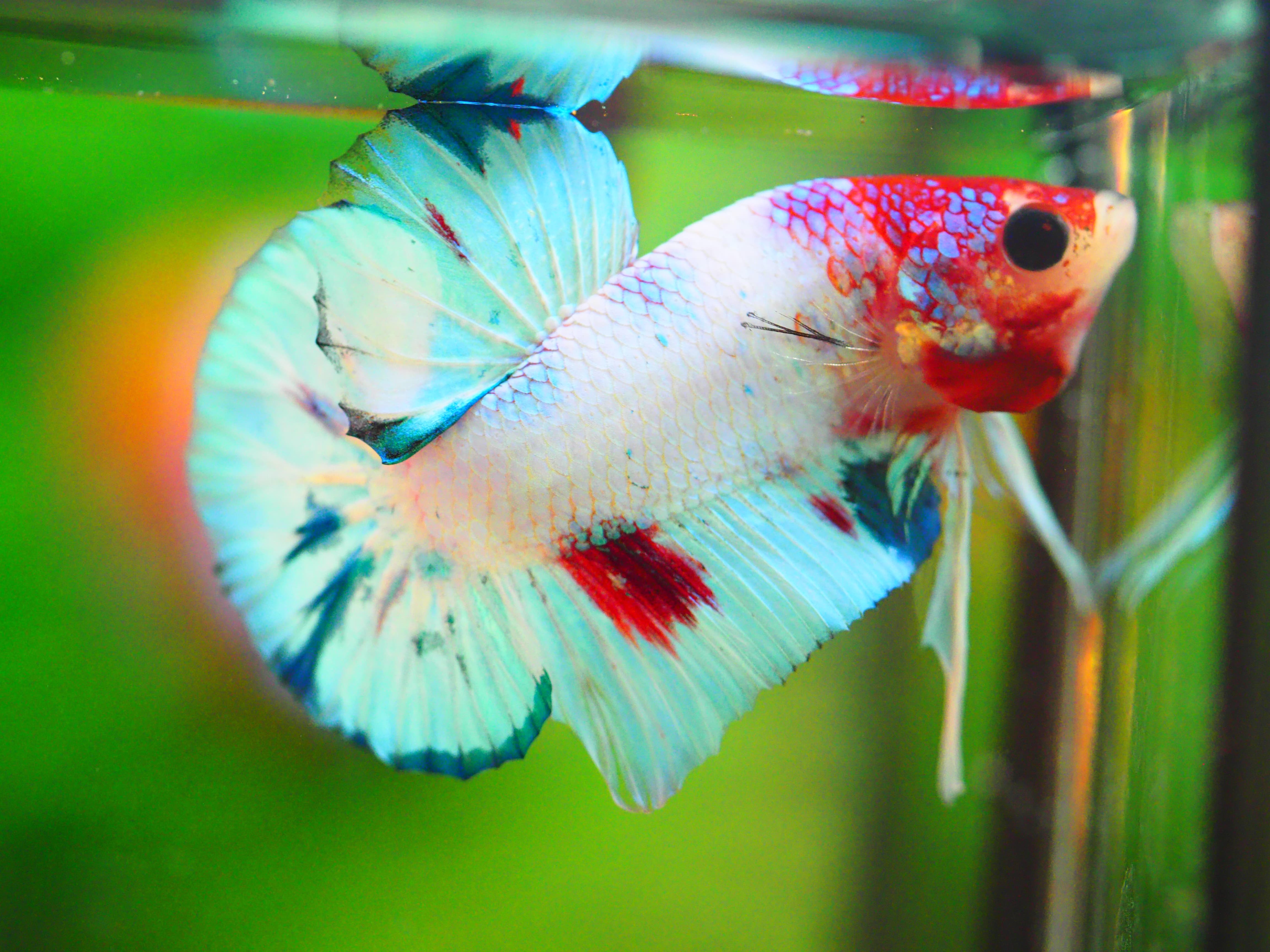 HMPK FANCY MALE GRADE A +++