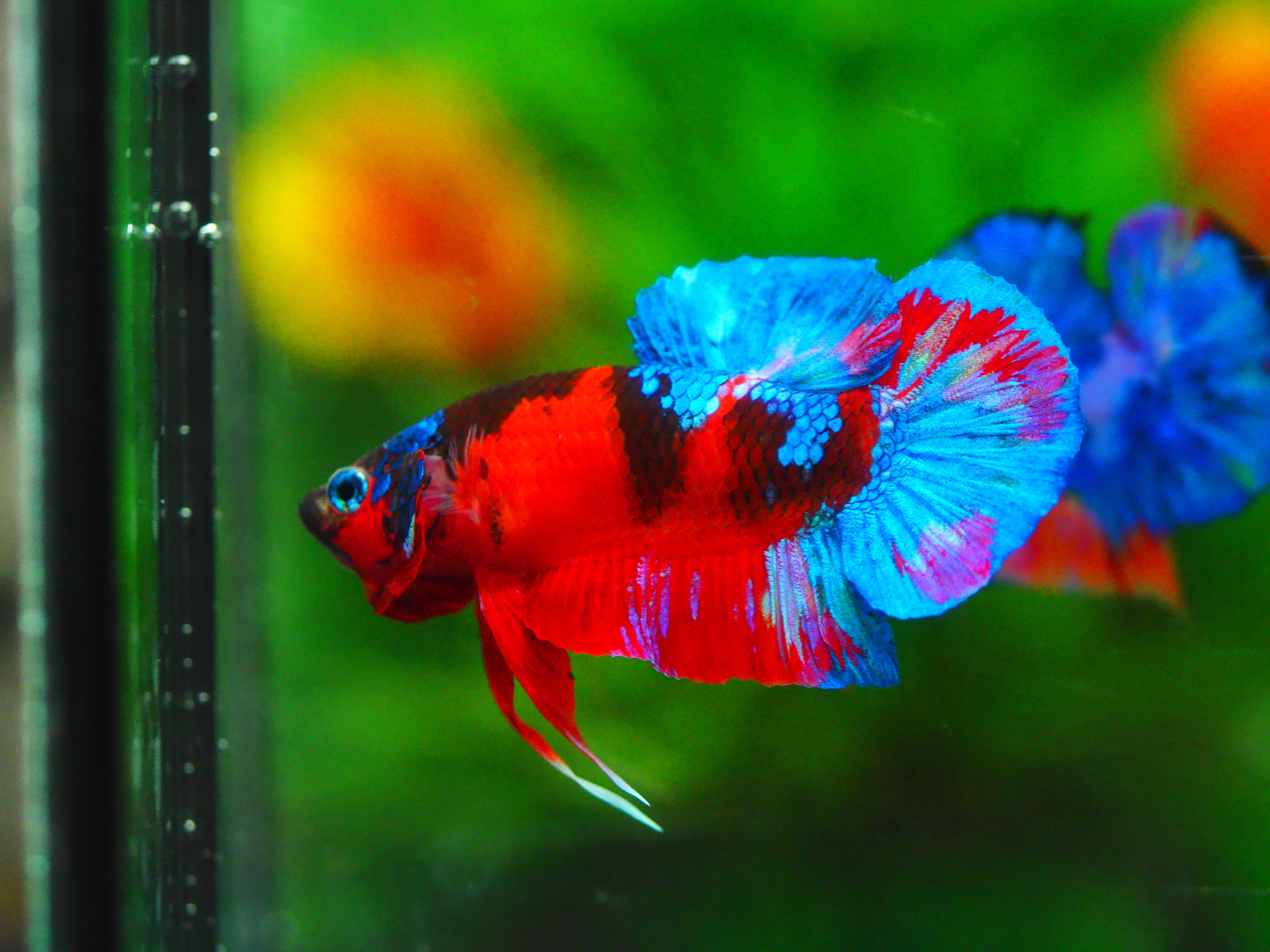 HMPK KOI GALAXY MALE GRADE A +++