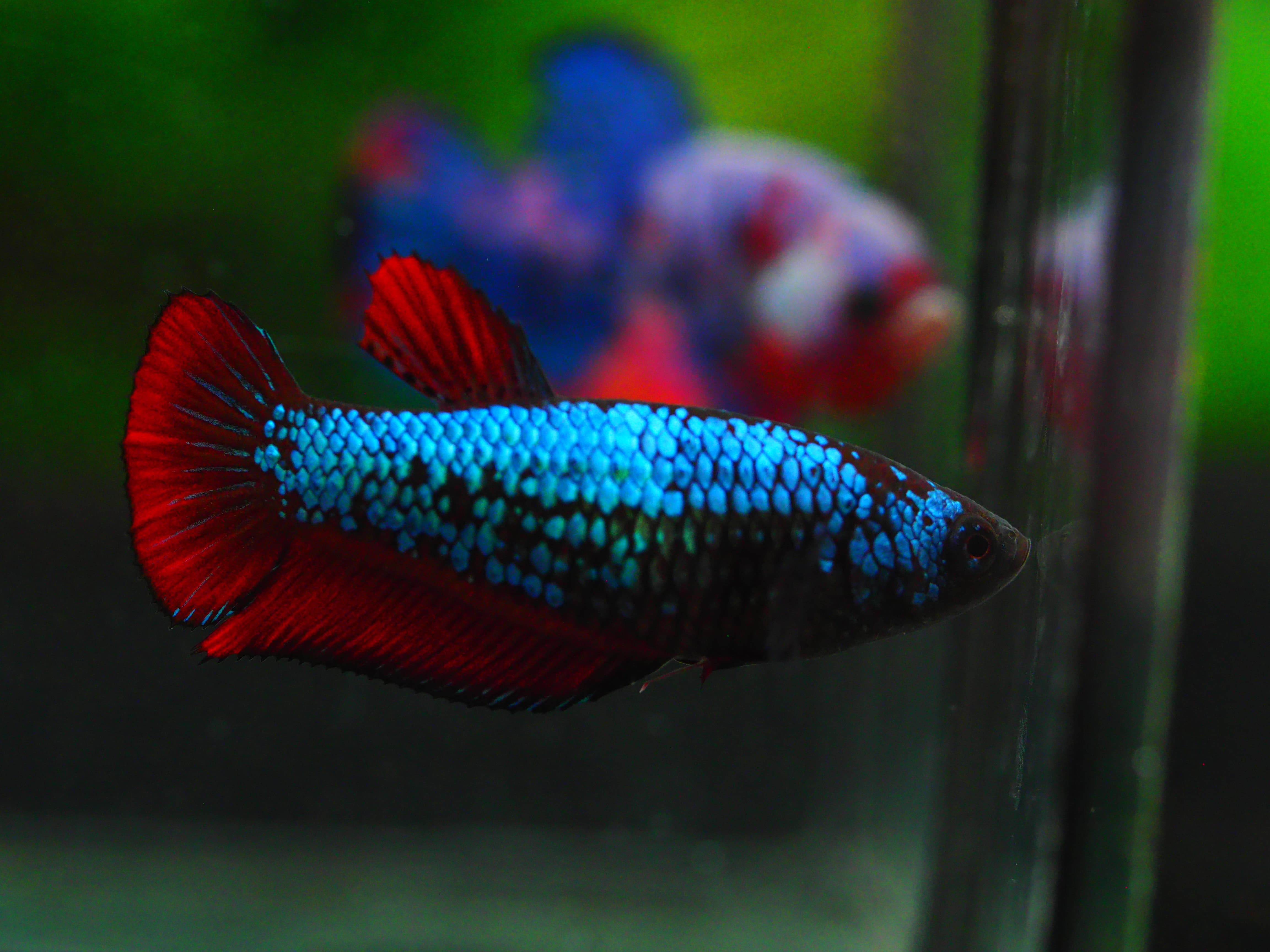 HMPK FANCY FEMALE GRADE A +++