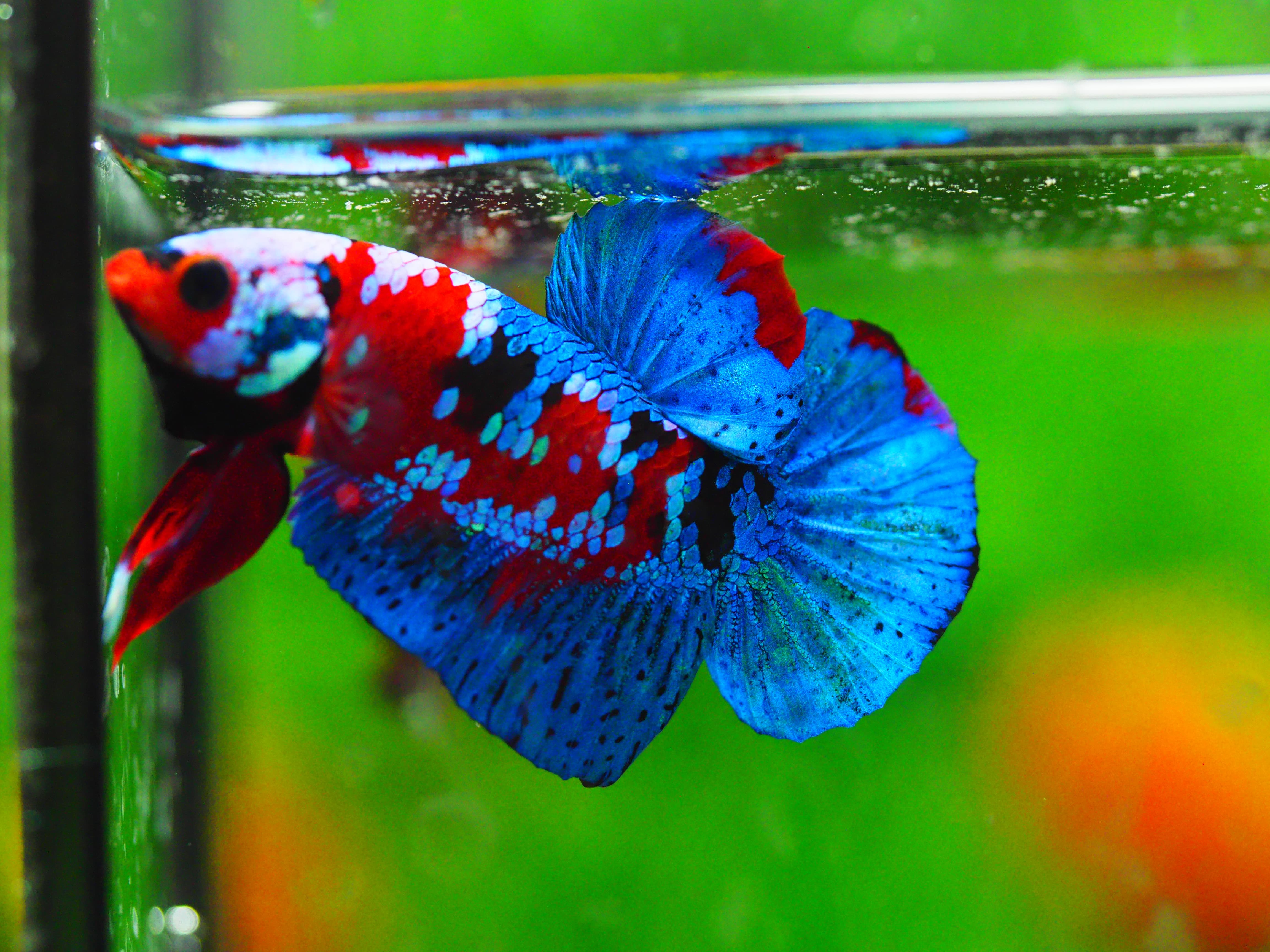 HMPK KOI GALAXY MALE GRADE A +++